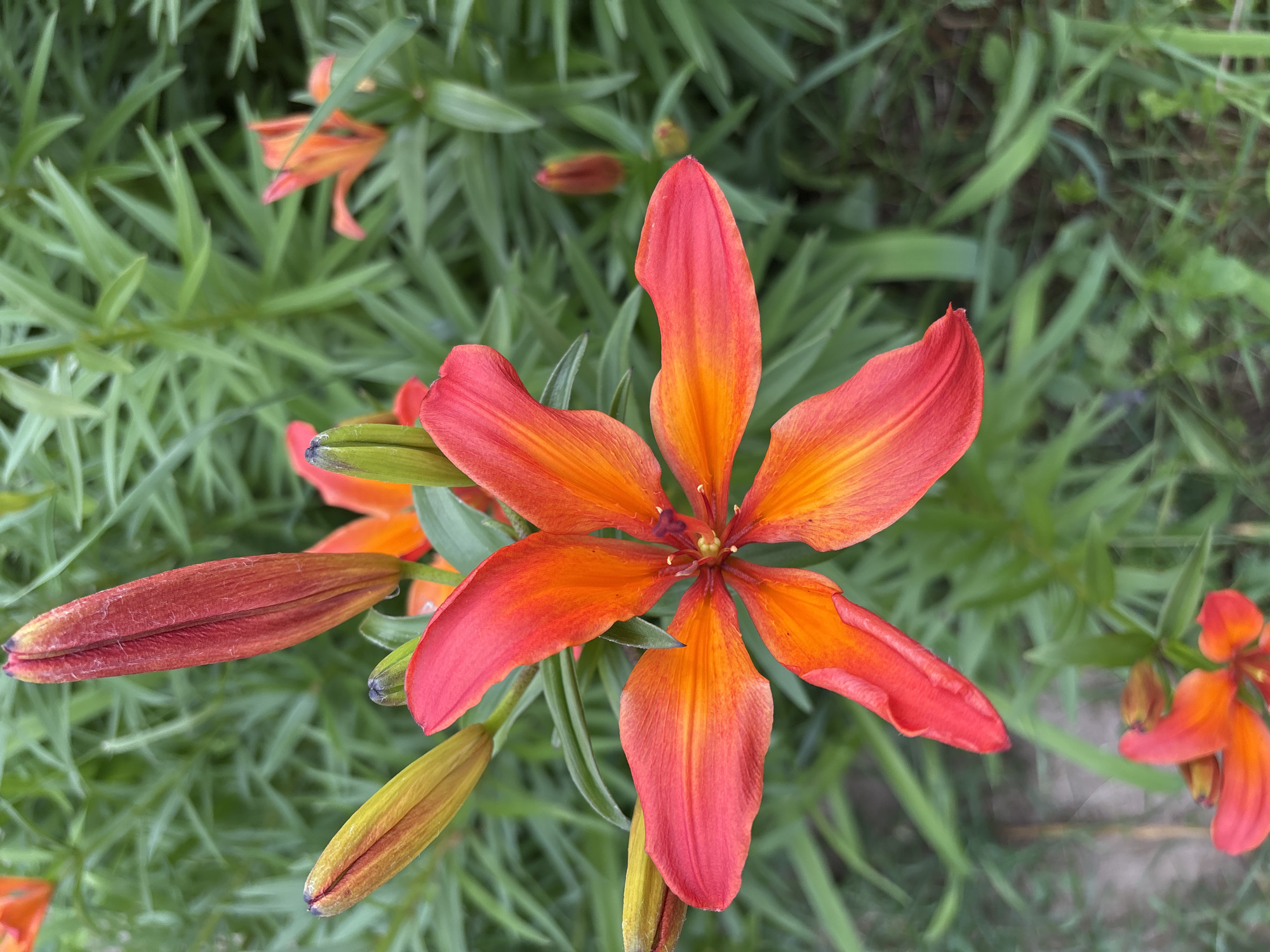 The image depicts a close-up view of an orange and red lily flower in full bloom, set against a backdrop of lush green foliage. The flower, positioned centrally, exhibits six prominent petals that display a gradient of color, transitioning from a vibrant red at the tips to a warm orange towards the center. At the heart of the bloom, the stamen and pistil are visible, adding intricate detail to the flower's structure. Surrounding the main flower, several unopened lily buds are present, with some appearing in a reddish-orange hue and others in a yellowish-green stage of development. The background consists of a dense arrangement of long, slender green leaves, characteristic of lily plants, which are slightly out of focus, emphasizing the sharpness of the flower in the foreground. The lighting suggests an outdoor setting, likely during daylight hours, with a soft illumination that highlights the textures and colors of the flora. There are no people or man-made objects visible in the frame. The image does not provide any information that would allow for the determination of its specific location within the city of Курган, Russia.