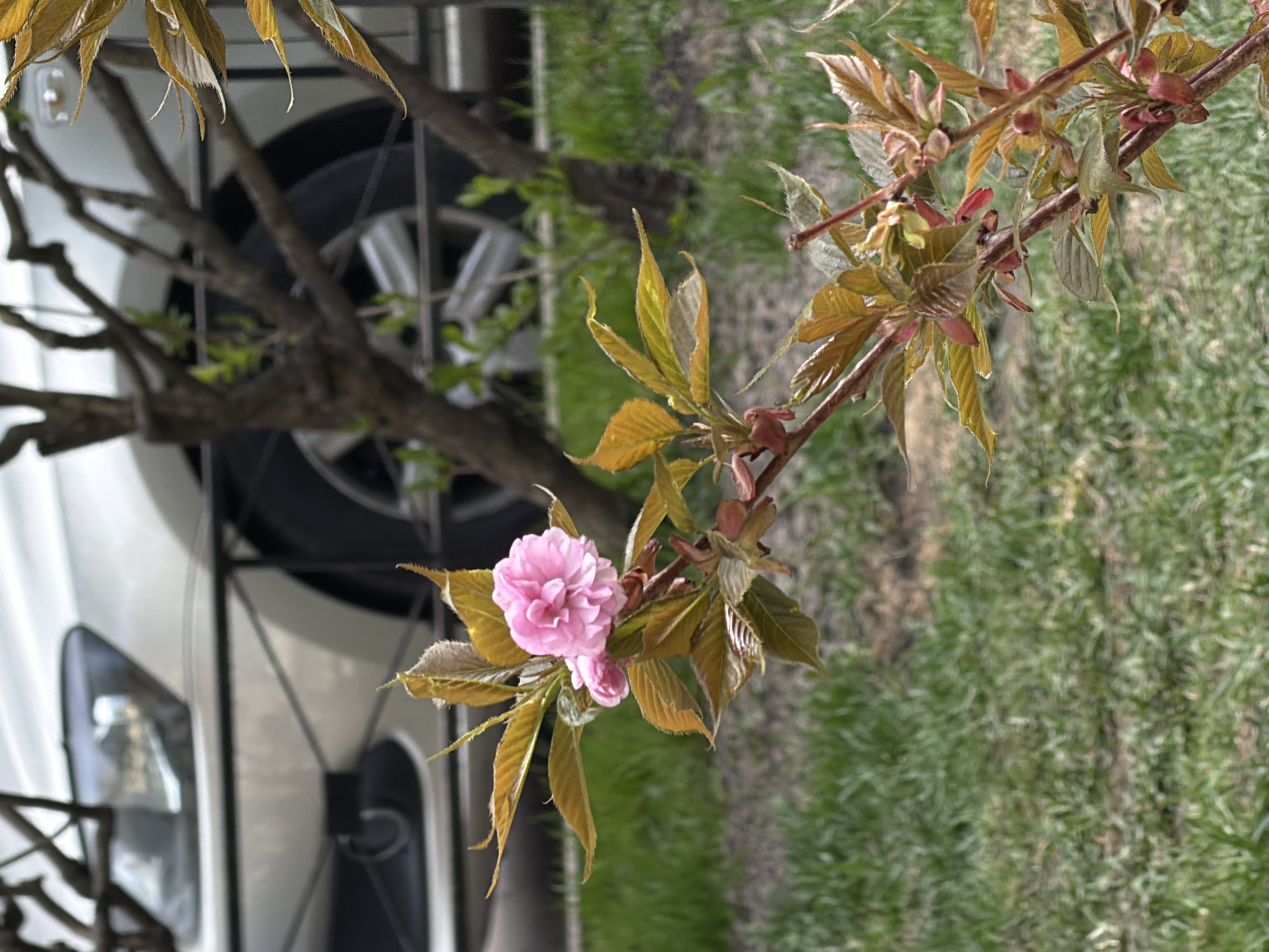 A close-up photograph depicts a flowering branch in Saint Petersburg, Russia. The branch features a cluster of pink blossoms and bronze-tinged leaves, standing out against a background of green grass. In the blurred background, a white car is partially visible, including a headlight and wheel. The overall scene is captured in natural daylight.