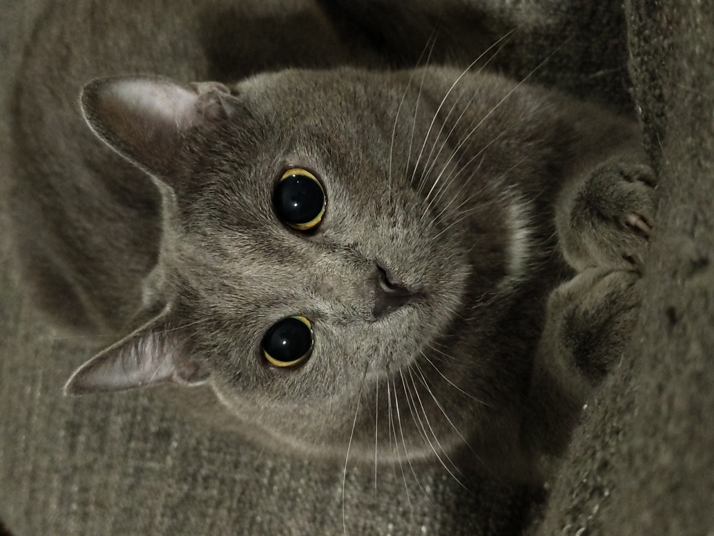 A close-up, angled, high-angle shot of a grey cat looking up at the viewer. The cat has large, round, yellow-rimmed eyes, a grey nose, and numerous white whiskers. It is lying on a grey textured surface. A paw is partially visible on the right side of the frame. The background is also grey and textured. The location is Unknown, Unknown.