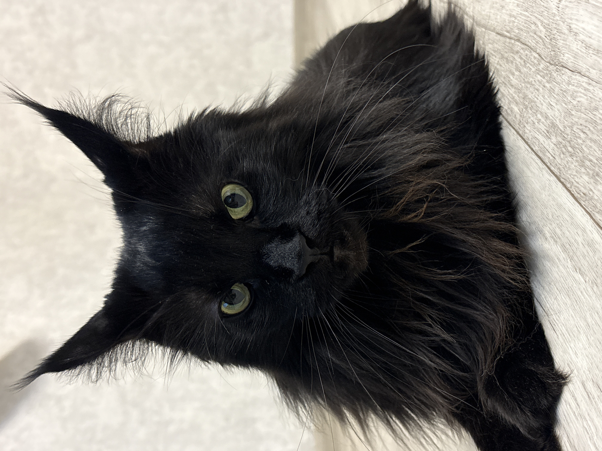 A black cat with green eyes and long fur is lying on a light-colored wooden floor. The cat's ears are pointed and have tufts of fur. The background is a lightly textured wall. The image was taken in Krasnokamsk, Russia.