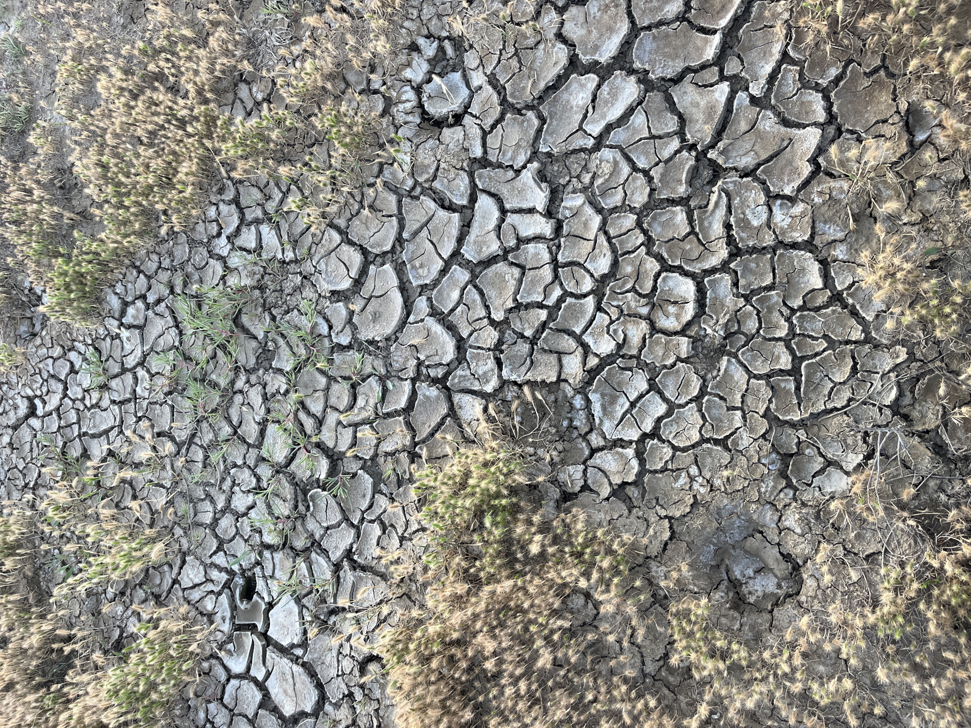 An overhead view captures a landscape dominated by severely cracked, dry earth, suggesting extreme arid conditions or a recently desiccated area, potentially near Kaspiysk, Russia. The ground displays a distinctive polygonal pattern of deep fissures, typical of dried clay or mud. The color palette is predominantly greyish-brown, with lighter grey and whitish patches visible within the cracks and on the surface, indicative of mineral or salt deposits.
Amidst the parched earth, resilient vegetation is scattered across the frame. Clusters of small, spiky, light green plants are visible, appearing to be surviving or newly emerging despite the harsh environment. Interspersed with these are patches of dry, light brown, wispy vegetation, likely withered grasses or seed heads, suggesting past growth that has succumbed to the dryness.
In the lower-central part of the image, a distinct impression, resembling a large animal's footprint or a human boot print, is embedded in the cracked earth, further highlighting the ground's dry and firm state. The scene is illuminated by bright daylight, creating subtle shadows and emphasizing the intricate textures of the cracked surface and the varied vegetation. No human figures or activities are depicted, and there is no visible text. The overall scene conveys a powerful sense of environmental dryness and resilience of life.