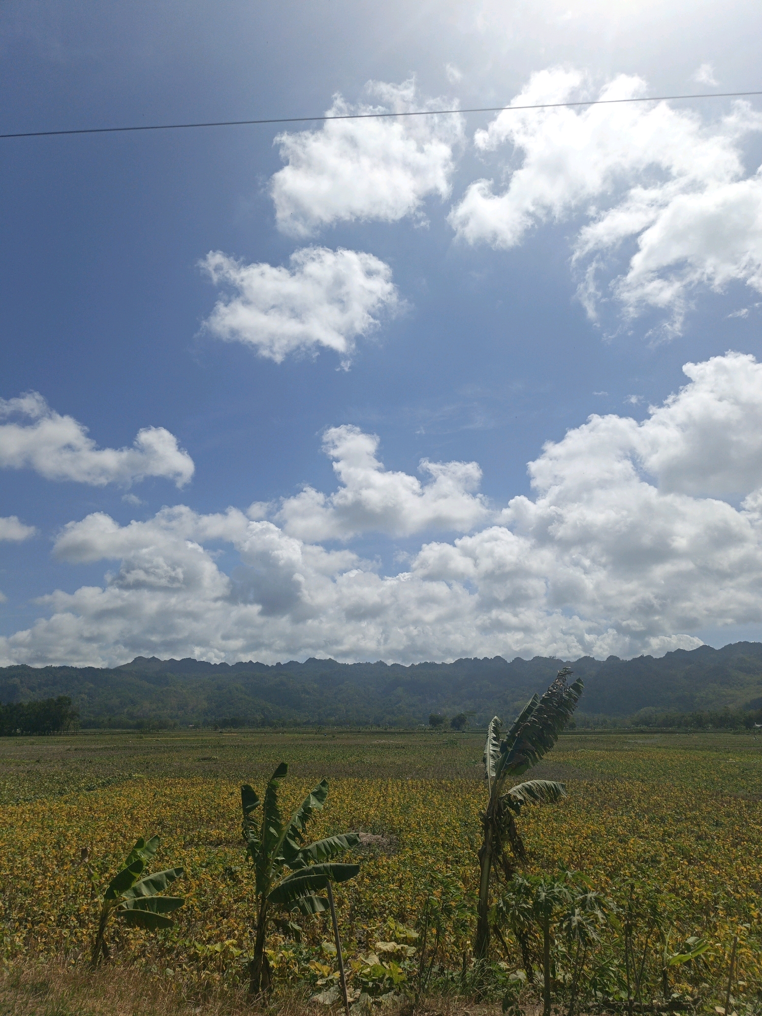 This is a vertical, full-shot photograph taken outdoors in a rural area near Kamulyan, Indonesia. The scene is dominated by a vast agricultural field, likely of soybeans, stretching across the mid-ground and foreground. The plants in the field are predominantly yellow-green, suggesting they are mature or nearing harvest. Two young banana trees stand in the foreground, their broad leaves contrasting with the smaller plants in the field. In the far distance, a range of rugged, green mountains forms a backdrop under a bright, blue sky dotted with fluffy white clouds. The overall impression is one of a sunny, clear day in an agricultural landscape.