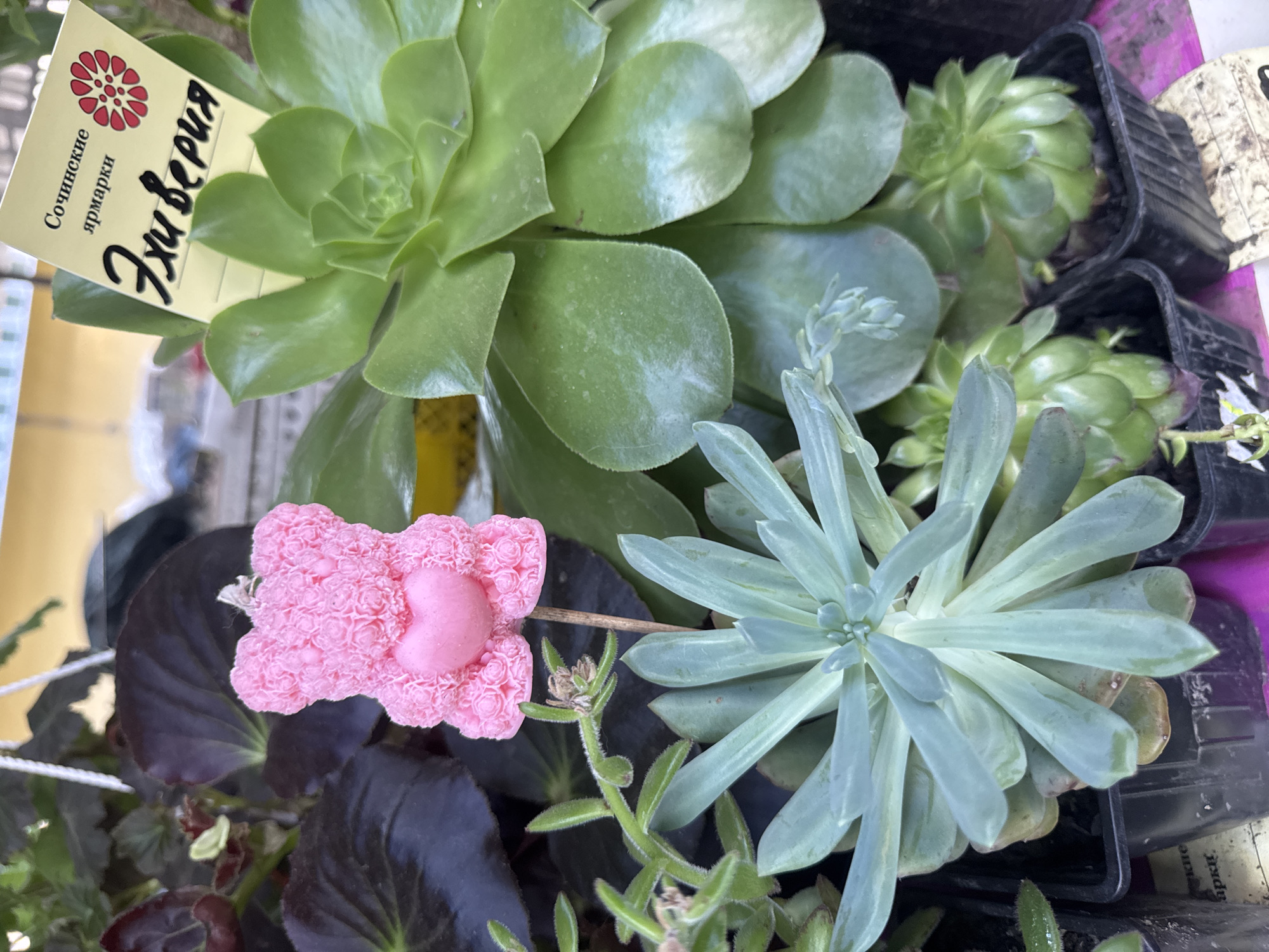 The image shows a close-up view of several succulent plants in black plastic pots. A yellow tag is partially visible, featuring a red floral emblem and text in Cyrillic, which reads "Сочинские ярмарки" (Sochi Fairs) and "Эхеверия" (Echeveria). A small, pink, bow-shaped object with a heart at its center is placed on a dark-leaved plant in the foreground. The scene appears to be an outdoor market or garden center, possibly in Sochi, Russia, given the text on the tag. The lighting suggests it is daytime. The overall impression is of a collection of vibrant plants, with the pink decoration adding a playful element.