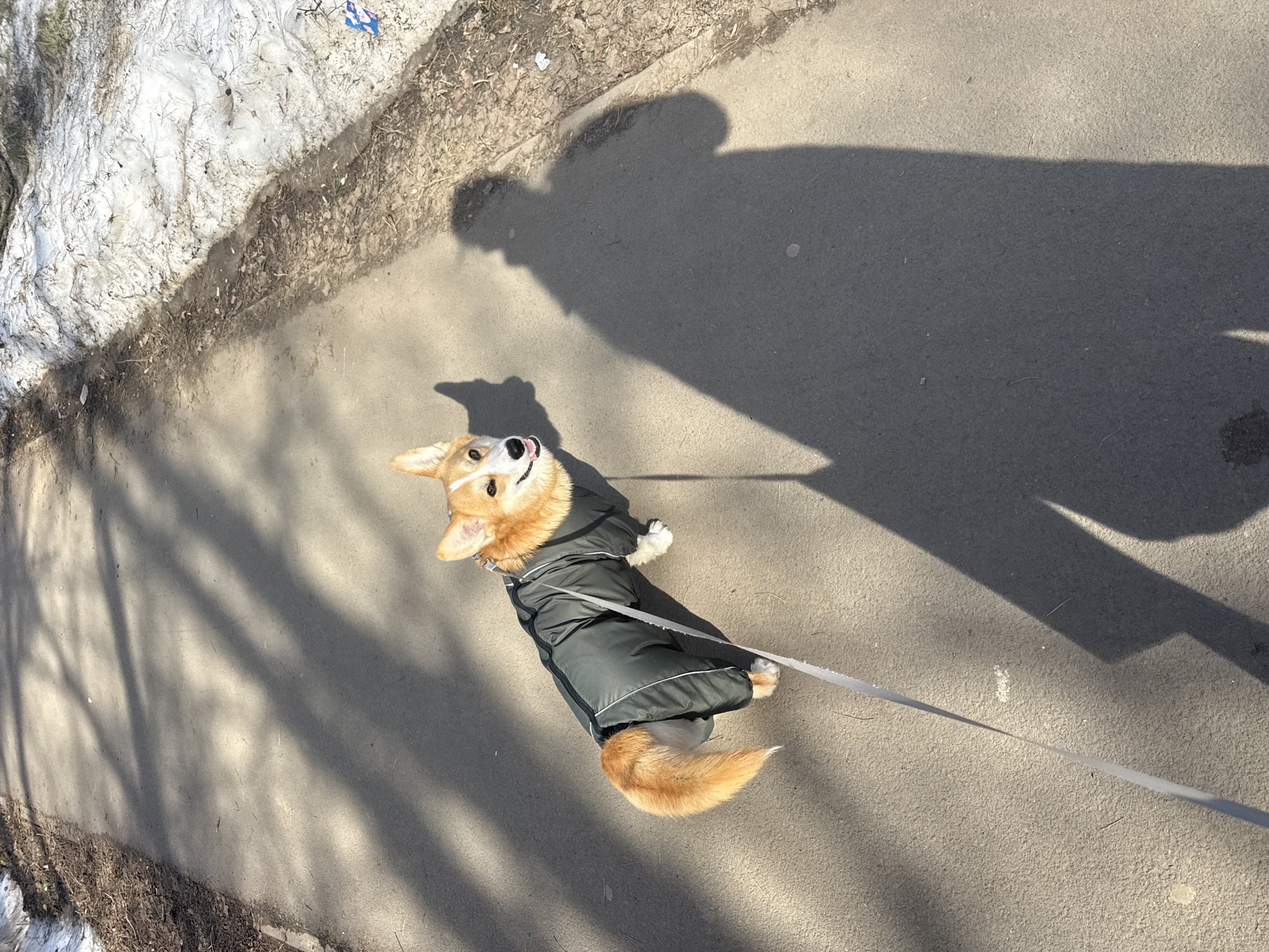A corgi on a leash is seen from a high angle perspective, walking on a paved path, likely in Votkinsk, Russia. The corgi is wearing a dark green coat with white trim. Sunlight casts a long shadow of a person onto the path, suggesting the photo was taken during daylight hours. To the left of the path is a patch of snow, indicating a cool climate. The leash extends from the corgi to the person whose shadow is visible.
