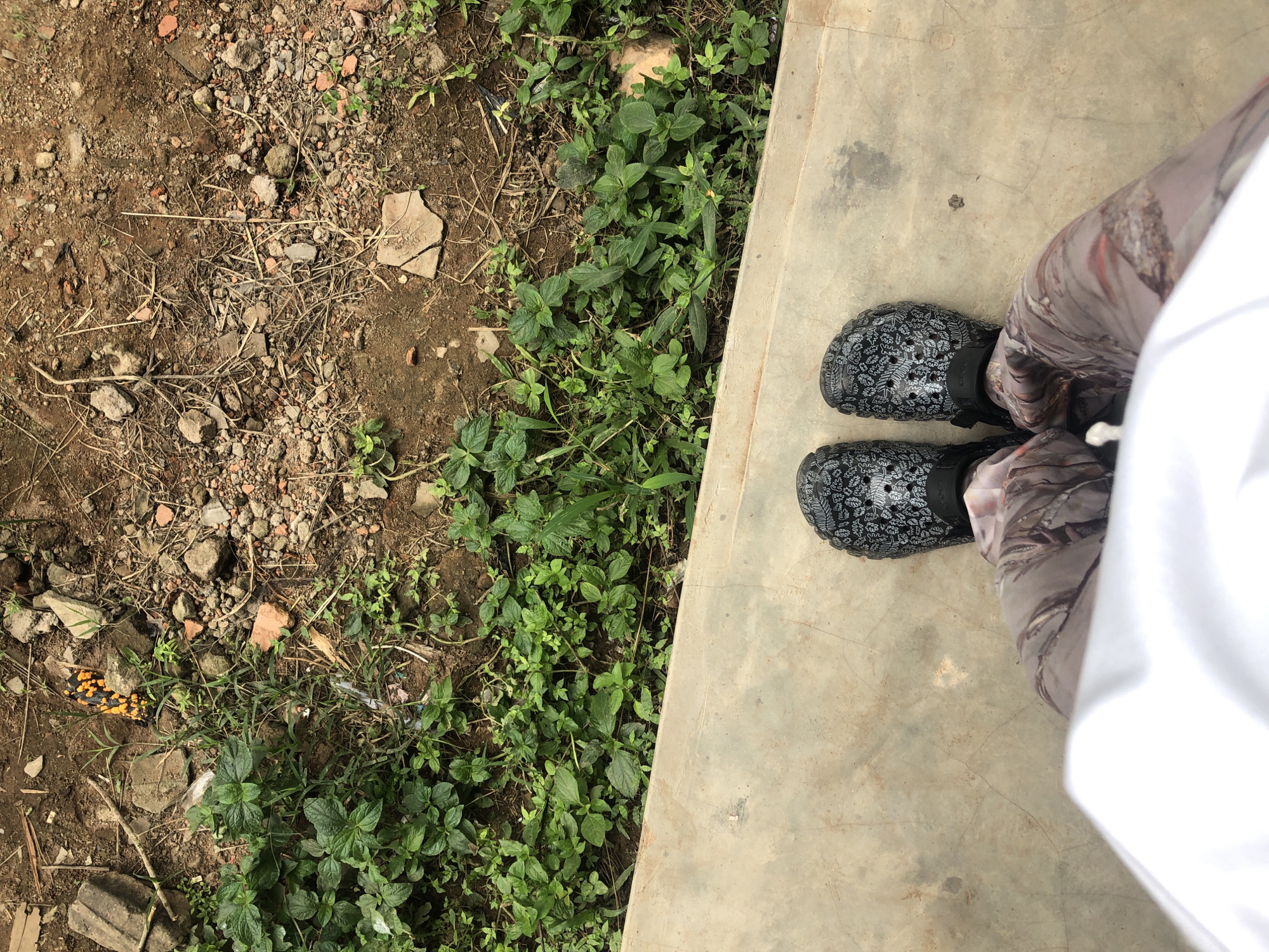 A pair of black patterned Crocs are worn by a person whose legs, clad in camouflage-patterned pants, are visible. The Crocs are adorned with a white leafy design. The person is standing on a concrete surface, and the background shows a patch of dry, rocky ground interspersed with green vegetation. In the upper left corner of the image, a small cluster of orange and black insects is visible on the ground amongst the plants. The scene appears to be outdoors, possibly in a less-manicured area of a city.
