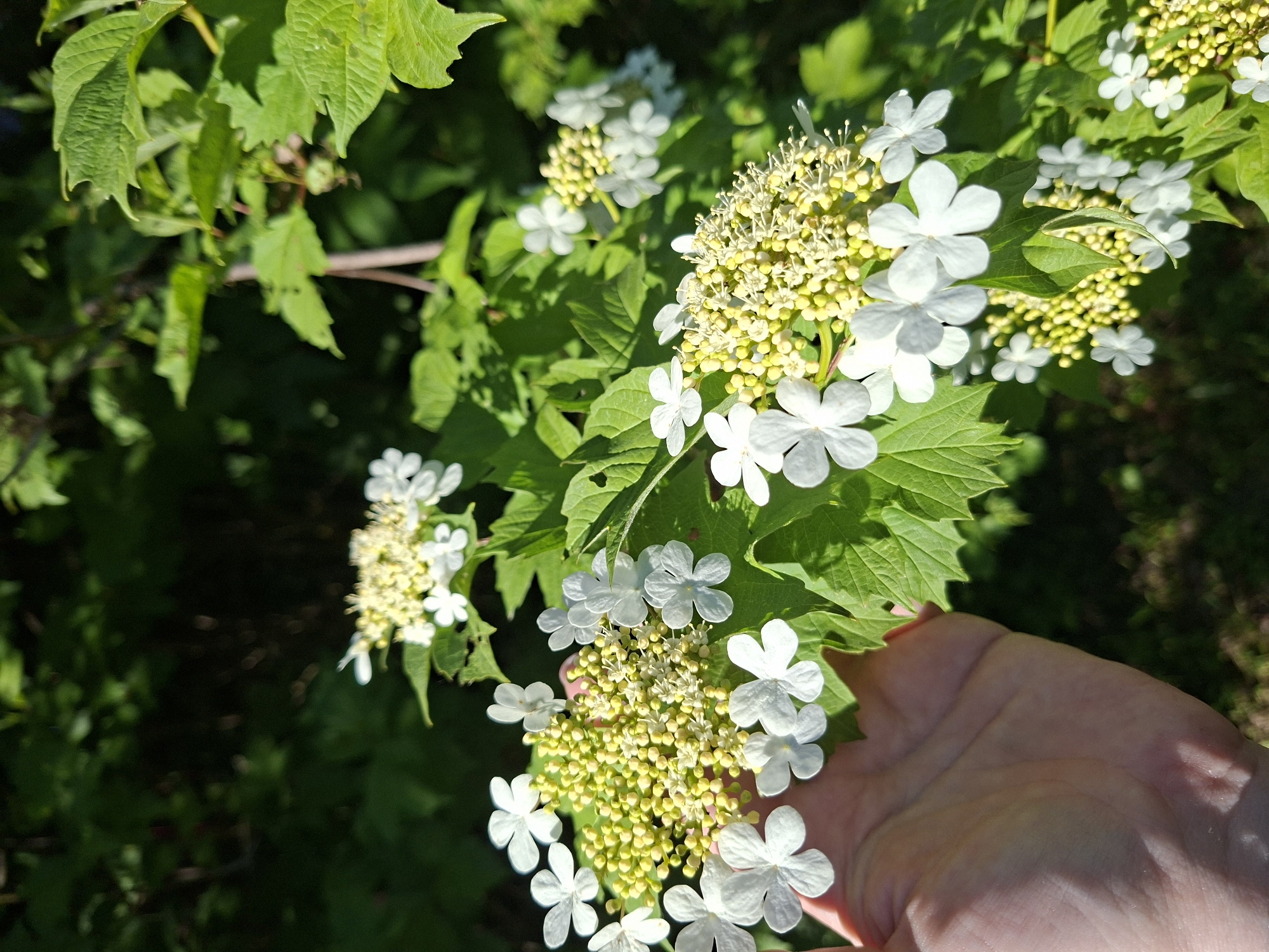 The image captures a close-up view of a flowering plant, likely a species of Viburnum, with a human hand gently supporting one of its branches. The plant displays distinctive inflorescences, each composed of a central cluster of numerous small, yellowish-green fertile flowers or buds, encircled by an outer ring of larger, showy, sterile white flowers with four or five petals. The leaves are vibrant green, textured, and appear lobed or toothed.
A light-skinned human hand, with visible knuckles and creases, is positioned beneath one of the flower clusters, appearing to hold or present it. The scene is set outdoors under bright, natural sunlight, creating strong highlights on the leaves and white petals and casting some soft shadows on the hand. The background is a blurred expanse of dark green foliage, indicating a natural, possibly garden or wooded, environment.
The activity depicted is the interaction of a person with a flowering plant, suggesting observation or appreciation. The time of day appears to be daytime, given the clear and sunny conditions. No text is visible in the image. The provided location context is Kondratovo, Russia.