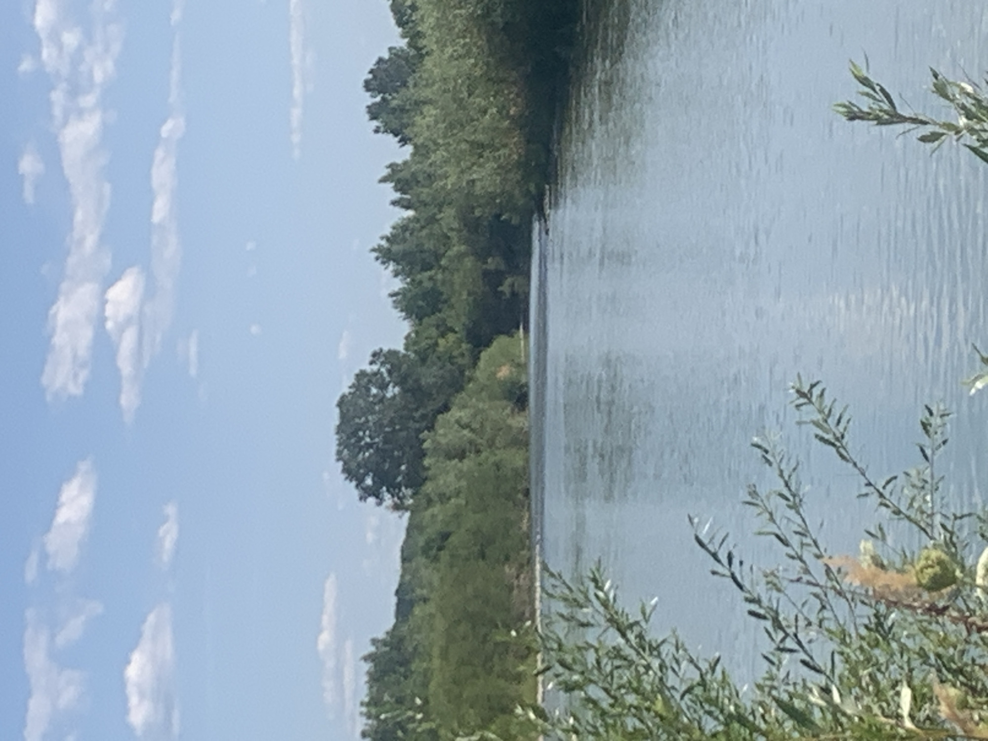 The image shows a calm river flowing through a lush green landscape under a partly cloudy sky. The river takes up the majority of the foreground and midground, its surface reflecting the sky. On either side of the river, dense vegetation lines the banks, with trees and bushes creating a vibrant green backdrop. In the distance, a larger, darker tree stands out against the lighter green of the surrounding foliage. The sky is a clear blue with scattered white clouds. The image appears to be taken on a sunny day. There are no people or man-made structures visible in the image. The scene depicts a natural, serene environment.