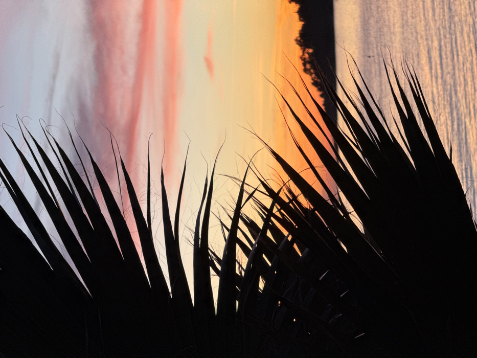 Silhouette of palm fronds in the foreground, obscuring a vibrant sunset. The sky shifts from white and pink hues on the left to warm oranges and yellows on the right. Vertical lines suggest a body of water reflecting the sunset's colors. A dark, indistinct shape lies between the sky and water. The sharp, linear foliage contrasts with the soft, diffused sky.