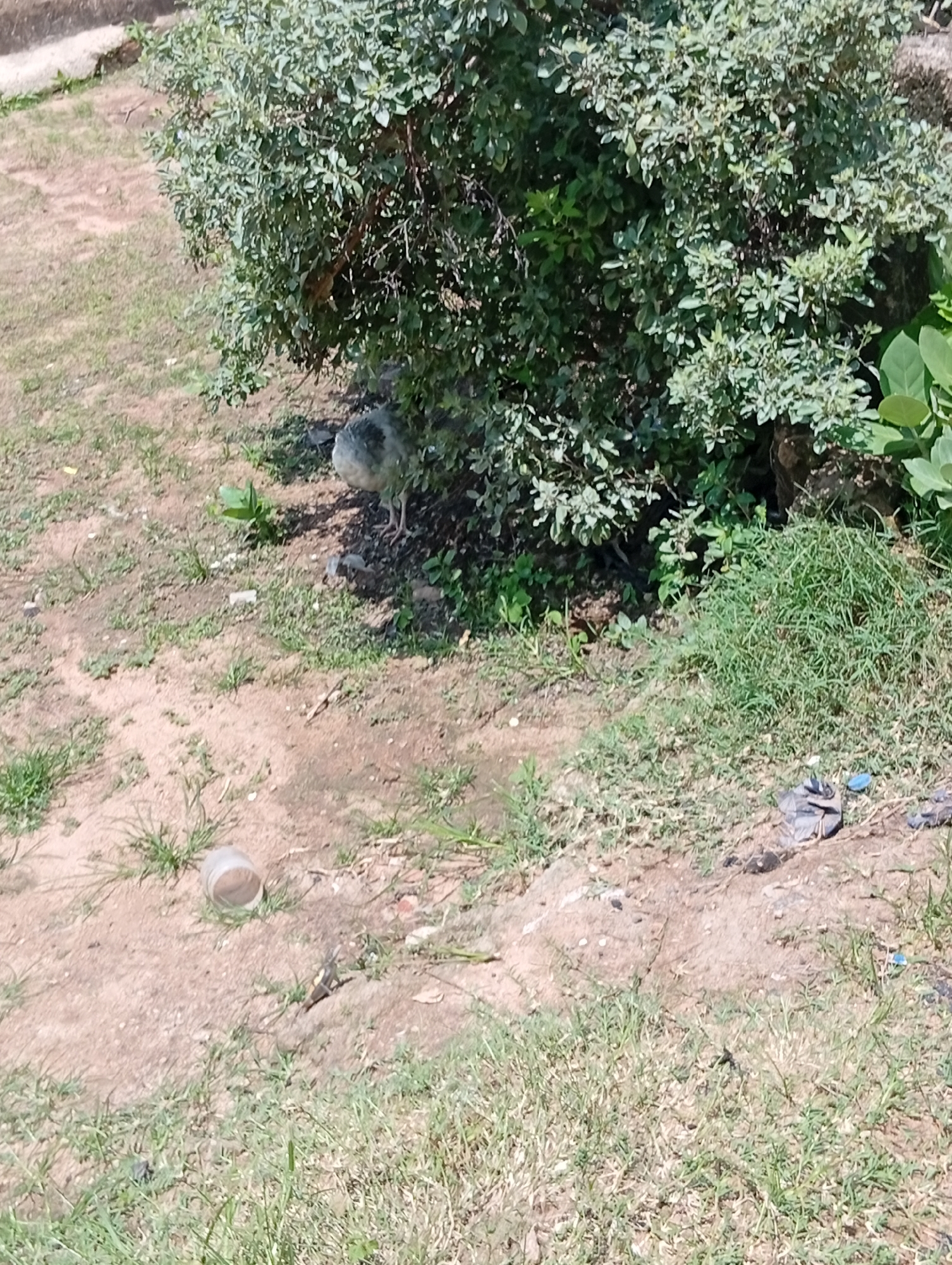 A young, light gray bird with dark markings is partially hidden under the dense foliage of a green shrub. It is standing on dry, sandy ground scattered with patches of sparse green grass. To the left of the bird, there is an overturned clear plastic cup. In the background, the ground appears to be a mixture of dirt and dry vegetation. Further to the right, some trash is visible, including a dark plastic bag. The scene suggests an outdoor setting, possibly in a park or undeveloped area, under what appears to be daylight with clear weather. The bird's posture and placement under the shrub suggest it might be seeking shelter or foraging. No text is visible in the image. The location context is Jalingo, Nigeria.