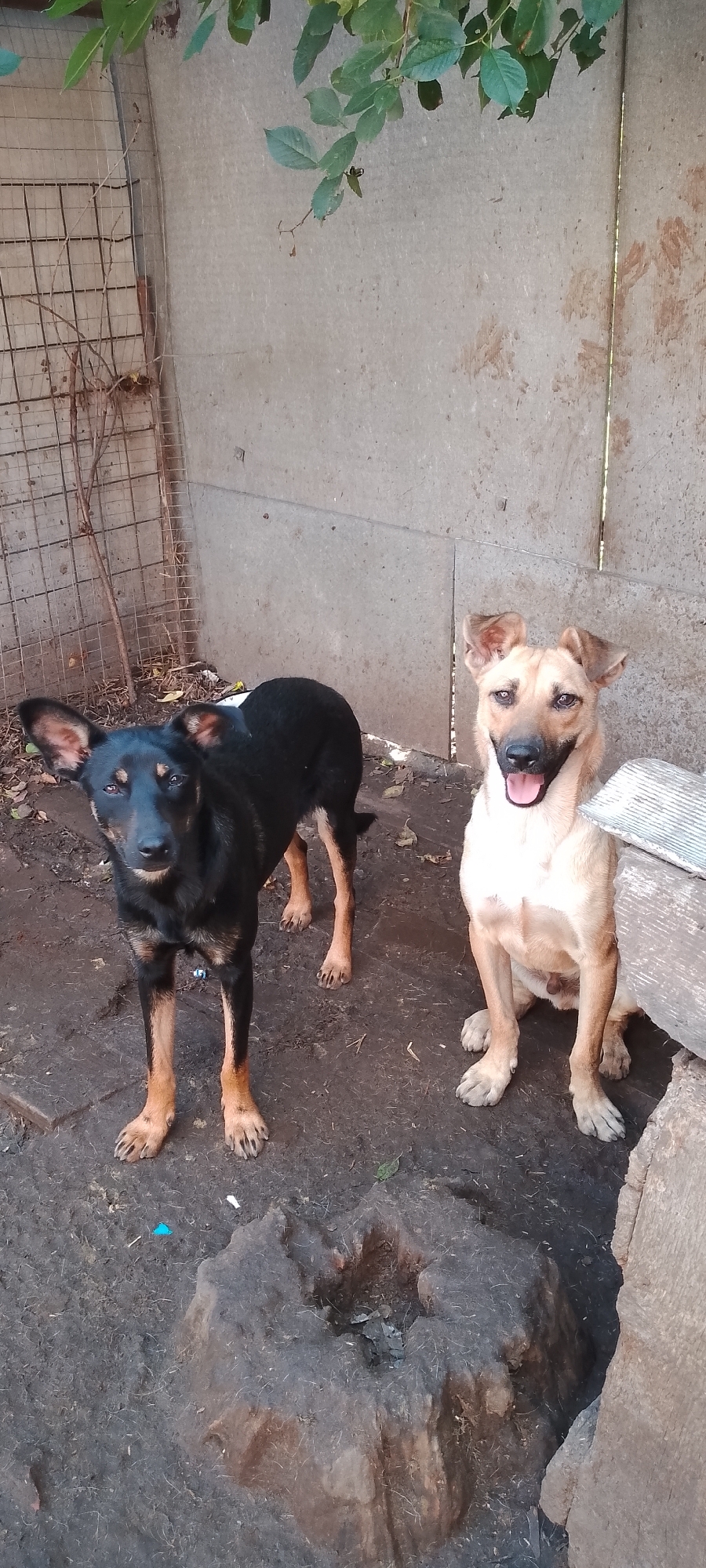 Two dogs are standing and sitting in an outdoor area with a concrete wall behind them and a wire fence to the left. The dog on the left is black with tan markings and is standing, looking directly at the camera. The dog on the right is tan and is sitting, also looking at the camera with its mouth open. The ground is dirt and debris. There is some vegetation in the upper left portion of the image.