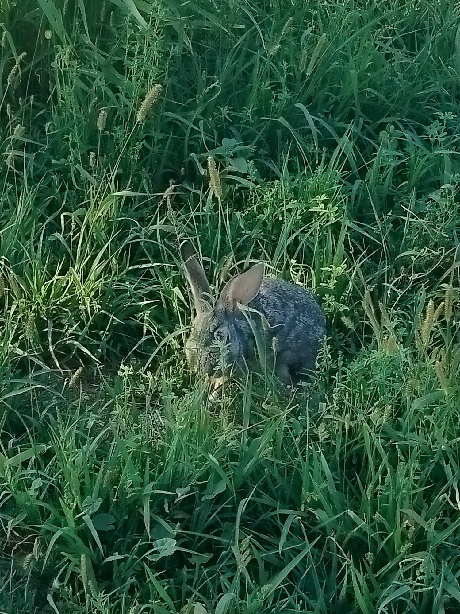 A rabbit is partially obscured by tall green grass. The rabbit appears to be foraging in the vegetation. The environment is a grassy area, consistent with a natural or semi-natural setting. No human presence or urban elements are visible in the image, nor is there any indication of the specific location within the city of Көлкент, Kazakhstan.
