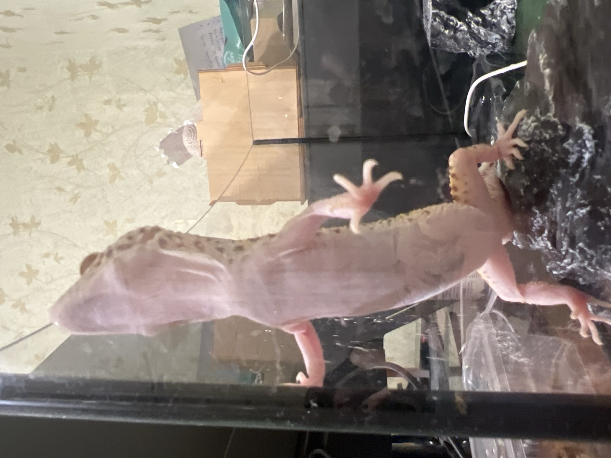 A leopard gecko is clinging to the inside of a glass terrarium. The gecko has a light pink underbelly and spotted back. The terrarium contains a rock-like structure in the background. The terrarium is located indoors, with wallpaper visible in the background. No people are visible in the image. There is no information to indicate that this is in Mendeleyevsk, Russia.