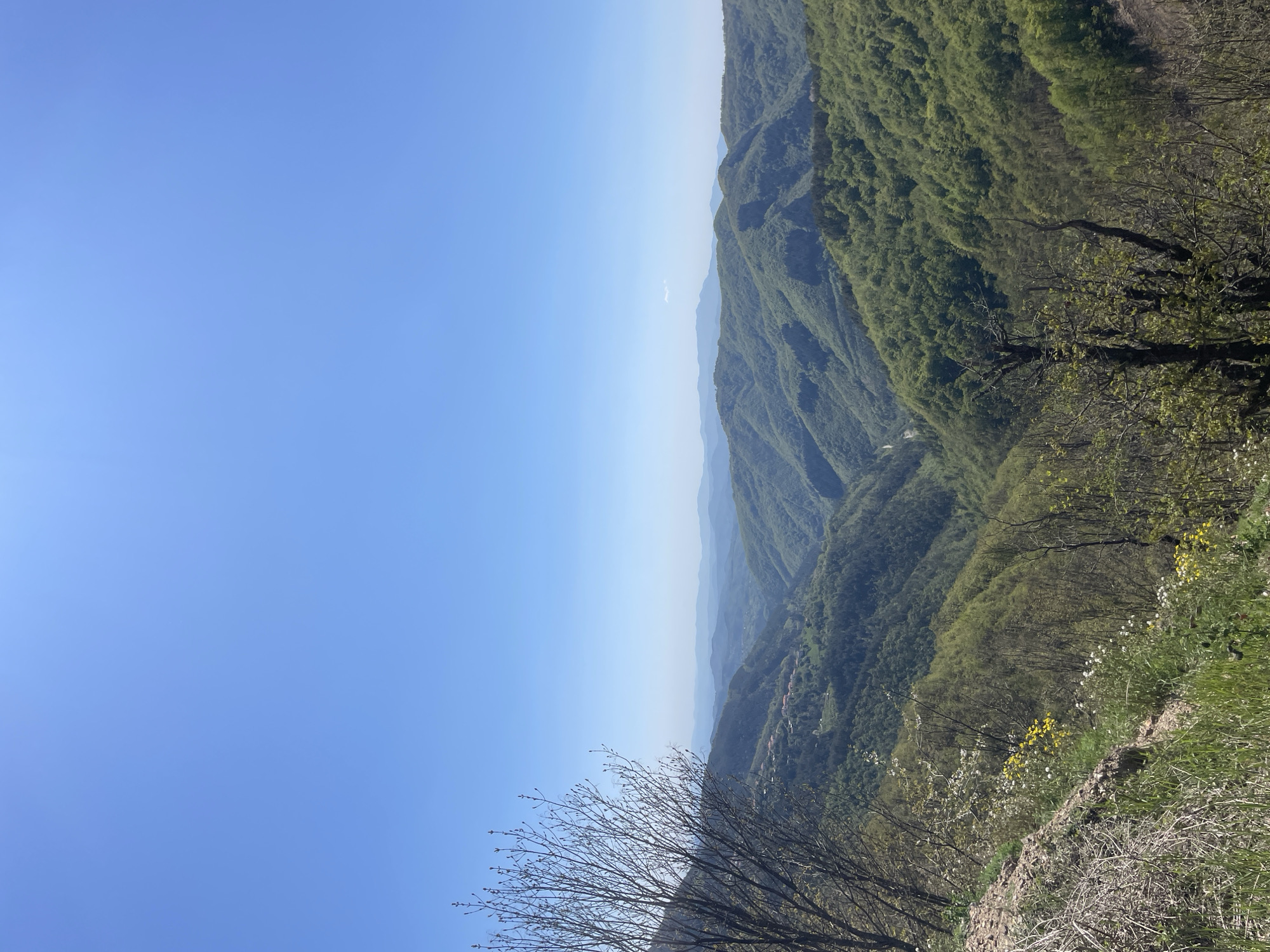 The image shows a landscape of mountains and hills covered in dense green vegetation under a clear blue sky, likely in the region of Pechinska, Bulgaria, although there is no clear indicator of this in the image. The terrain is rugged and uneven. In the foreground, there is a rocky outcrop with some sparse vegetation, including some yellow and white wildflowers. There is a bare tree with thin branches also in the foreground. The mountains are layered in the background, creating a sense of depth in the image. There are no people visible in the image.