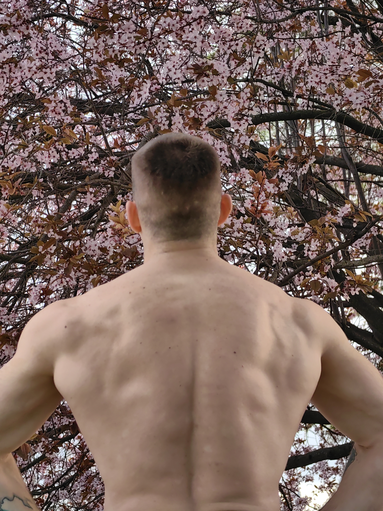 A man with a short haircut stands with his back to the camera in front of a tree laden with pink blossoms. The man has a muscular back and arms, and his skin appears fair. He is positioned such that the tree fills the background, with its branches and flowers creating a dense, patterned effect. The lighting appears to be natural and diffuse, suggesting an outdoor setting. It is not possible to determine the location of the picture in Shumen, Bulgaria.