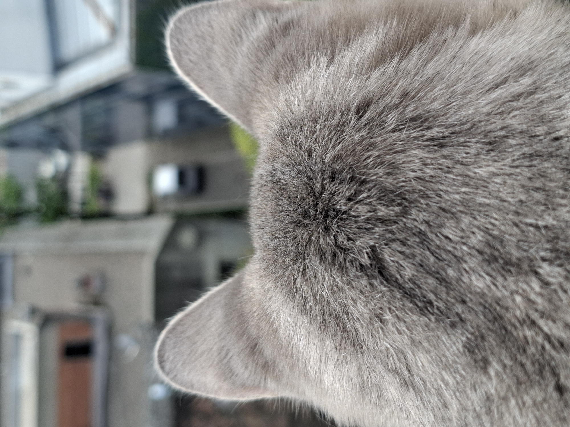 The image presents a close-up, high-angle view of the back of a grey cat's head and ears. The cat's fur is the primary subject, rendered in sharp detail with varying shades of grey, emphasizing its soft texture and individual hairs. The cat's ears are slightly perked, suggesting alertness or curiosity as it looks out.
The background is heavily blurred due to a shallow depth of field, indicating an outdoor scene beyond the cat's immediate position. Though indistinct, the blurred shapes suggest an urban or suburban environment, consistent with the provided location context of Novi Sad, Serbia. Hints of architectural structures, possibly buildings with windows, are visible, along with vague patches of green, likely foliage from trees or bushes. In the lower-left background, a dark, rectangular shape within a lighter structure might be a door or a waste bin.
The lighting appears to be natural daylight, implying a daytime setting, possibly under bright but diffused conditions given the absence of harsh shadows. No specific weather conditions are discernible. There are no people or visible text in the frame. The overall atmosphere conveys a sense of quiet observation, with the cat seemingly engaged with the external environment.