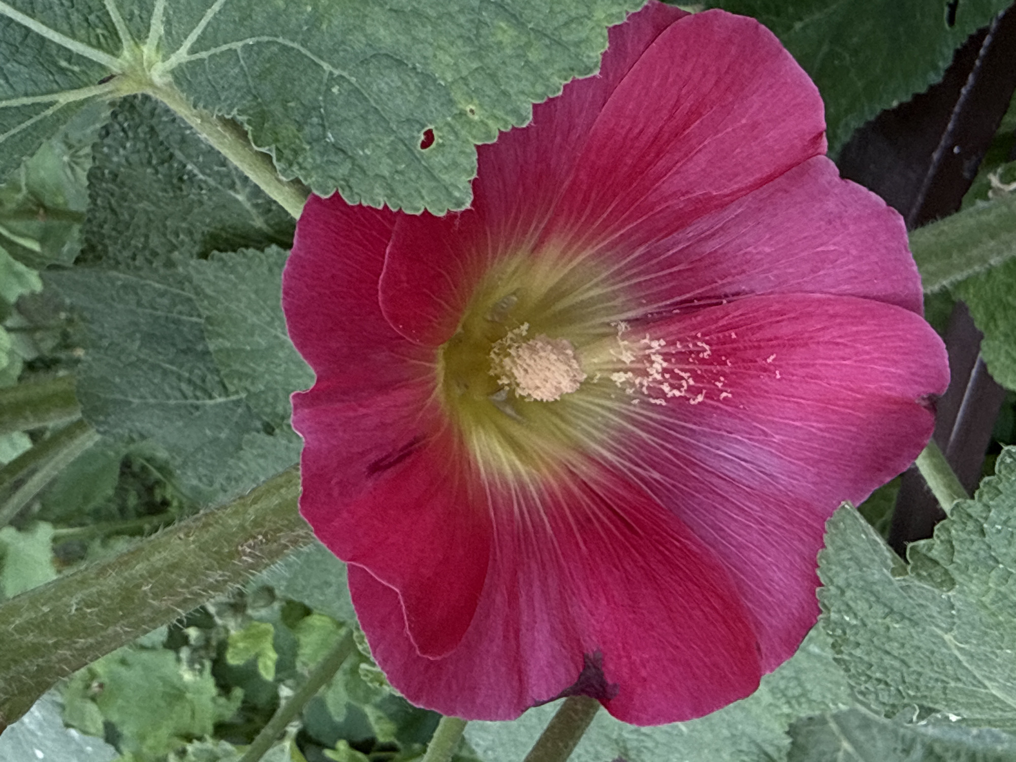 A close-up, vertical shot captures a vibrant, fuchsia-pink hollyhock flower in full bloom. The flower's center features a pale yellow and green interior with delicate, white stamens dusted with pollen. The petals are broad and slightly ruffled, radiating outwards from the center. The flower is surrounded by lush, green foliage and a thick, fuzzy green stem. The image appears to be an outdoor shot, likely in a garden setting. No people or specific Moscow landmarks are visible.