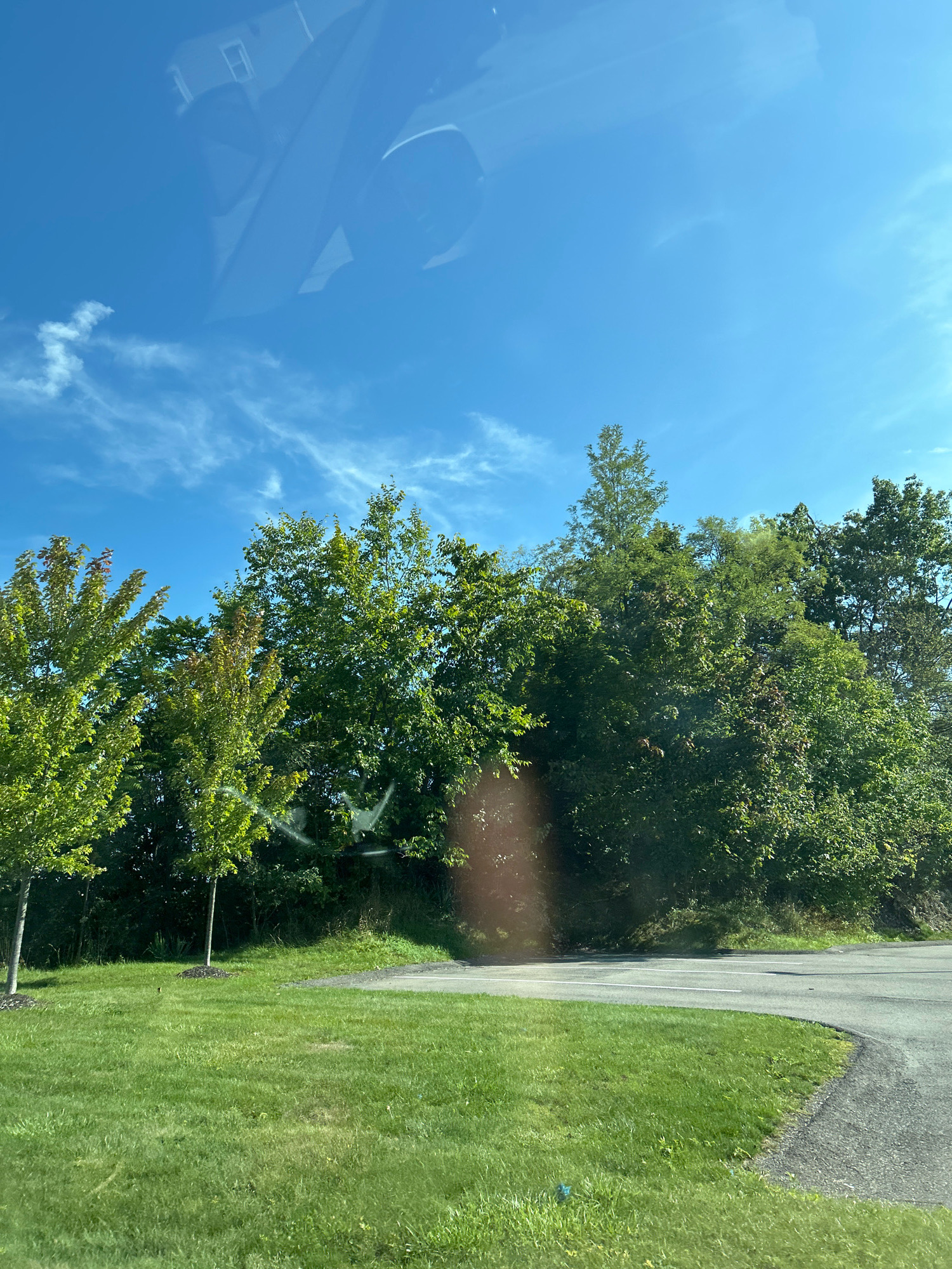 The image captures a bright, sunny day with a clear blue sky and scattered wispy clouds. In the foreground, a lush green lawn slopes gently upwards towards a dense line of trees. To the left, two young trees with vibrant green foliage are planted in the lawn, their branches reaching towards the sky. A paved road curves into the scene from the right, bordered by the grass and trees. The reflection of a building and vehicle is visible in the upper portion of the image, suggesting the photo was taken from inside a car or through a window. The scene appears to be in a suburban or semi-rural area.