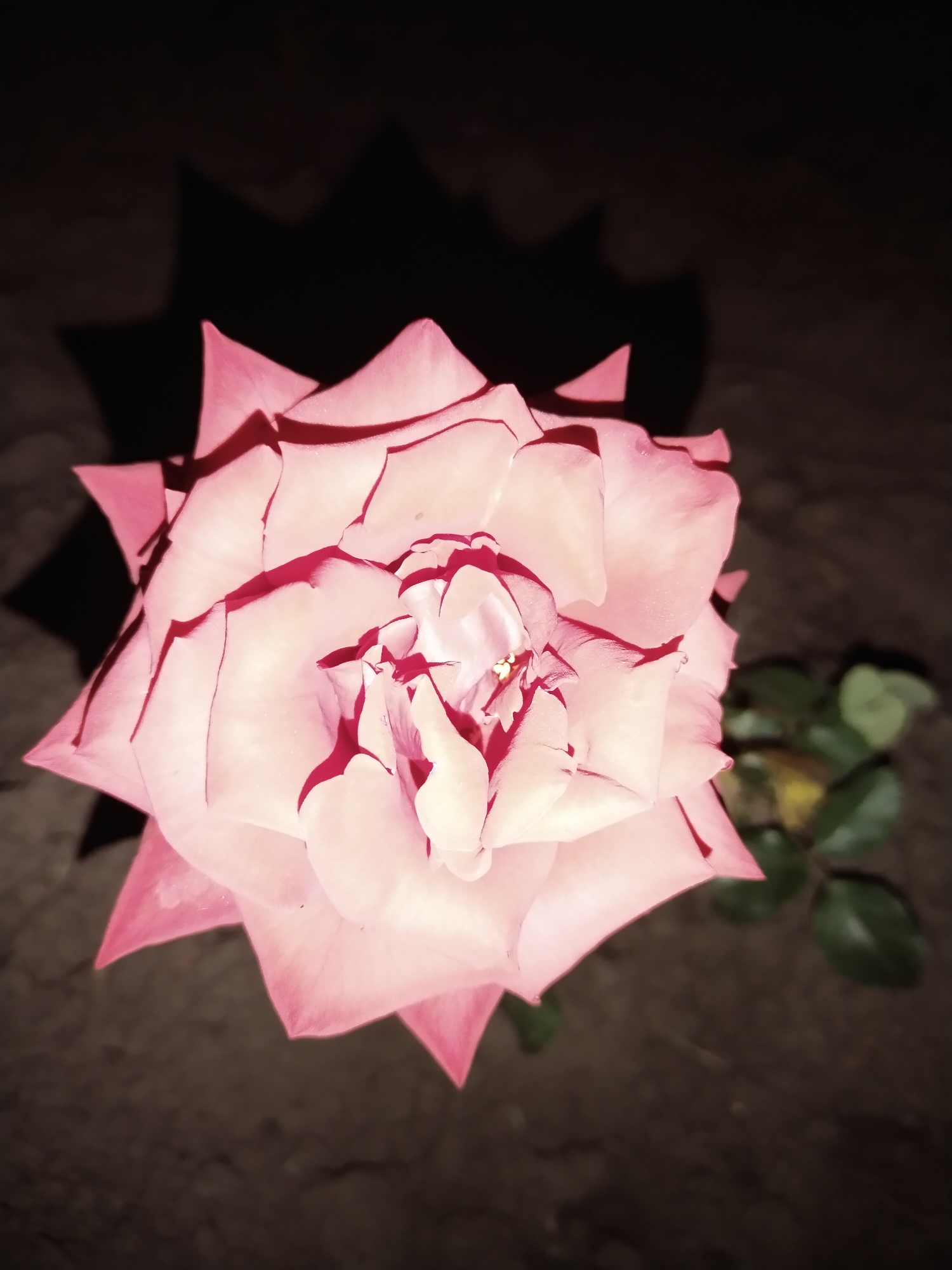 An overhead shot features a single, pale pink rose in the foreground against a dark, textured background. The rose's petals are layered and slightly unfurled, with darker pink edges and deep shadows emphasizing their form. To the right of the rose, out of focus, are a few green leaves. The background appears to be a rough, dark surface, possibly soil or pavement, with a dark, jagged shadow of the rose cast behind it. There are no people or animals visible in the image. The scene is likely an outdoor setting at night or in low light conditions. There is no information in the image to suggest a specific location within Horishni Plavni, Ukraine.
