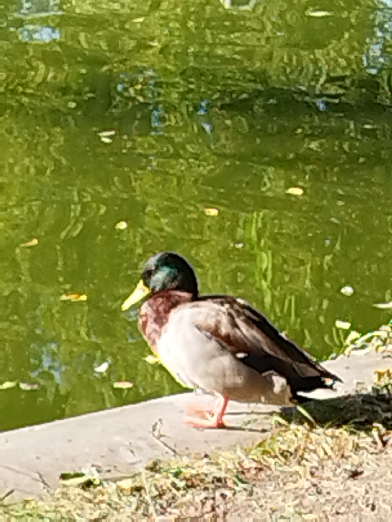 A single mallard duck stands on a paved edge next to a body of green water. The duck is facing to the right, with its head turned slightly to the left, revealing its green head and yellow beak. Its body is predominantly brown and grey, with some white visible on its chest. The water behind the duck is rippled and reflects the green of surrounding foliage and the blue of the sky. Scattered on the surface of the water are small, light-colored objects, possibly leaves or debris. The paved area in front of the duck is a light grey concrete, with some patches of dry grass and scattered debris. The overall scene is that of an urban park or natural body of water. The image does not contain enough information to determine a specific location within Bucharest, Romania.