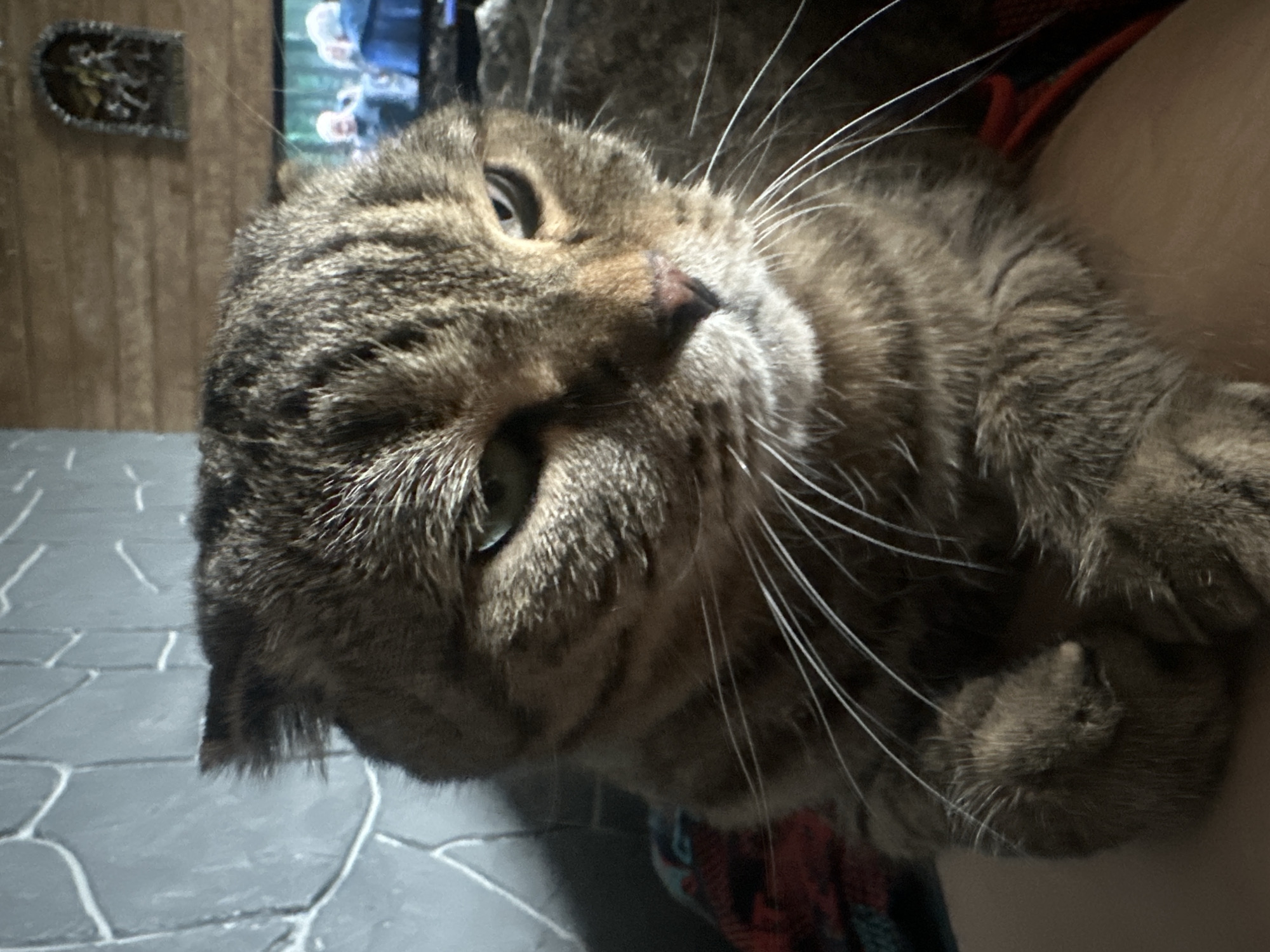 A close-up, eye-level, indoor photograph shows a tabby cat with folded ears, facing the camera with its head slightly turned to the right. The cat has green eyes and white whiskers. Its fur is striped brown and gray. The cat is lying down on a surface that appears to be fabric, possibly a blanket or a lap, with its paws tucked underneath its chin. In the background, a wall with a textured, gray stone pattern is visible on the left. To the right of the cat, a television screen displays an image of people in what appears to be a winter setting. Above the television, a decorative object with a metallic finish hangs on a wooden wall. The overall lighting is dim, with light primarily coming from the front and slightly to the left of the cat, casting subtle shadows. The scene does not contain any discernible elements that would allow for the localization of the city of Virki, Russia.