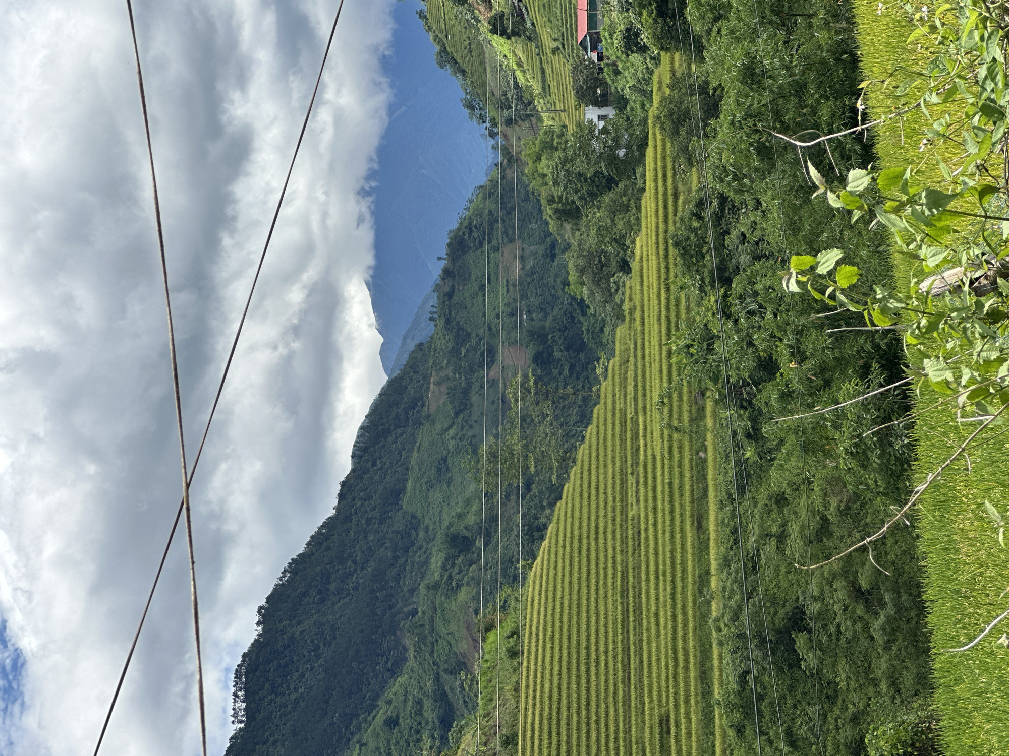 This detailed image depicts a mountainous agricultural landscape in Nam To Nua, Vietnam. The sky is largely overcast with significant grey cloud cover, though patches of lighter sky are visible. Numerous dark horizontal cables, likely power lines, crisscross the upper and middle portions of the frame; one pair in the upper third forms an 'X' intersection.
The central and dominant features are expansive, vibrant green terraced rice fields, meticulously carved into the hillsides, extending from the mid-ground towards the left and right. These fields appear uniformly cultivated, indicating an active growing season. Beyond these fields, multiple layers of verdant mountains rise, densely covered in various shades of green foliage and trees. Distant mountain peaks, exhibiting a bluish hue due to atmospheric perspective, are partially obscured by low-hanging clouds.
In the mid-ground, on the right side of the valley, a single white building with a distinctive red-orange tiled roof is visible, nestled amidst the trees and adjacent to more terraced fields. The foreground consists of unfocused green vegetation, including leaves and slender stalks, which partially obstruct the view of the lower terraced fields and trees. No people or animals are visible within the scene, and no discernible actions are depicted.