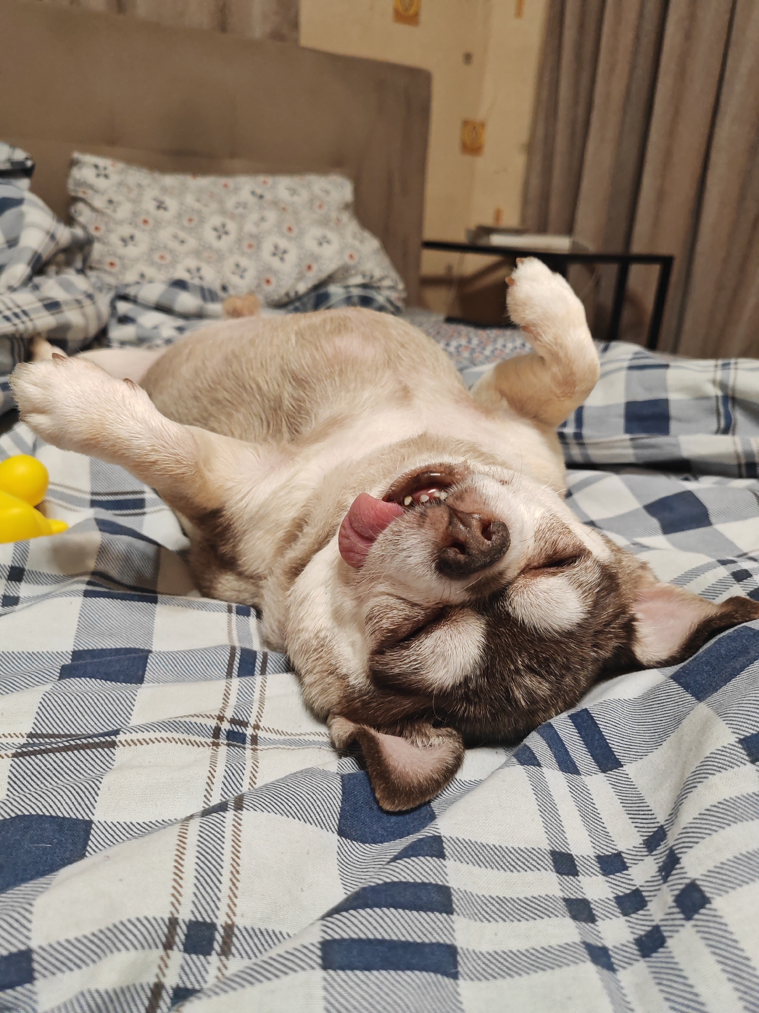 A small, light brown and white dog is lying on its back on a bed covered with blue and white plaid bedding. The dog's eyes are closed and its tongue is sticking out of its mouth. One paw is raised in the air. A yellow rubber duck is visible near the dog. A pillow with a geometric pattern is behind the dog. A nightstand with a metal frame is in the background. The scene appears to be indoors, likely in a bedroom. The photograph was not taken in Saint Petersburg, Russia.