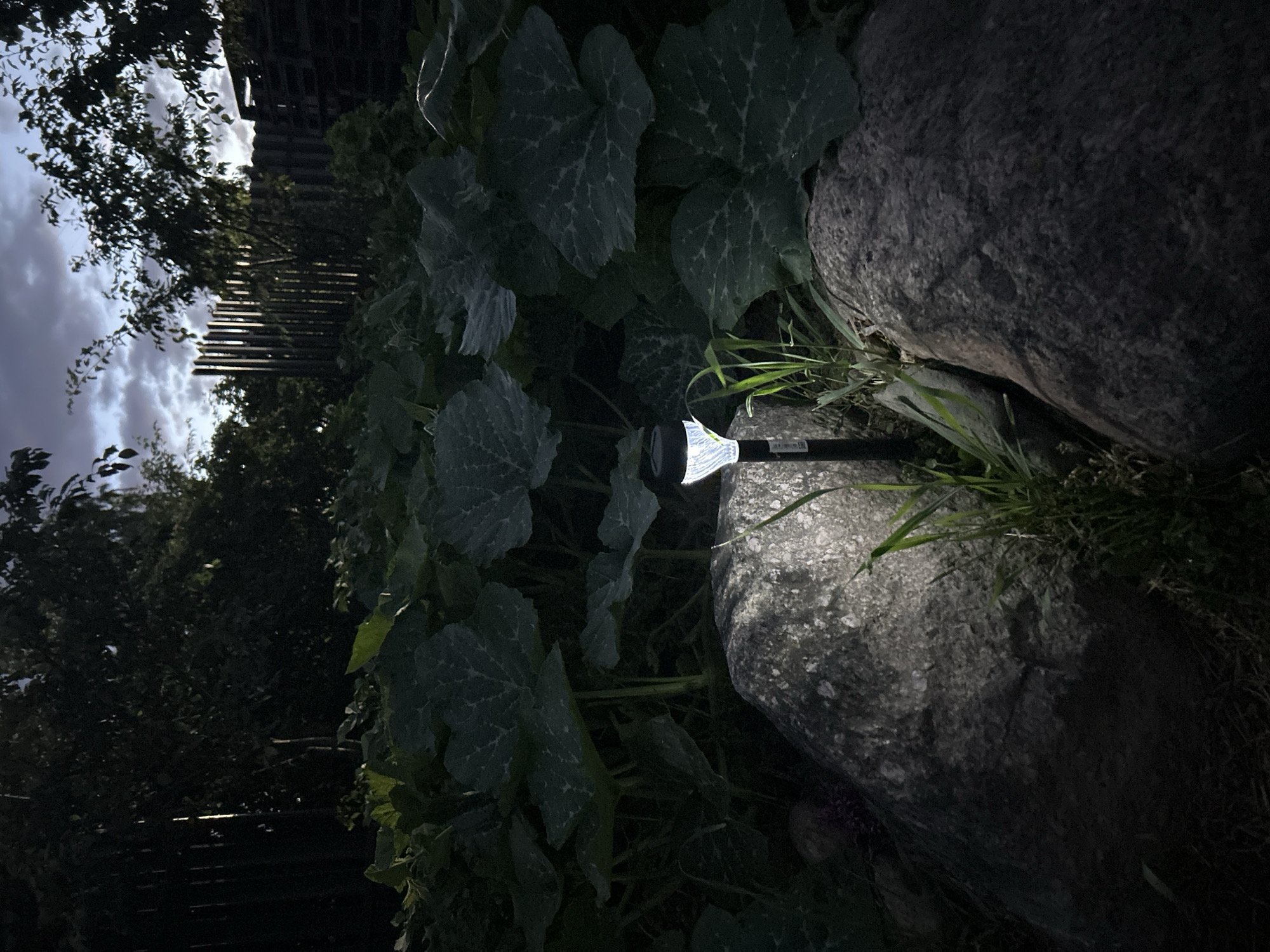 The image depicts a dimly lit garden scene, likely in Забалоцкі сельскі Савет, Belarus, at dusk or night. A solar-powered garden light is positioned between two large rocks, illuminating some surrounding grass. Behind the rocks, large, dark green leaves of a plant, possibly pumpkin or squash, dominate the mid-ground. In the background, a wooden fence separates the garden from trees and a hint of a cloudy sky. The overall impression is one of a quiet, natural setting with artificial illumination. There are no people or visible animals present in the image.