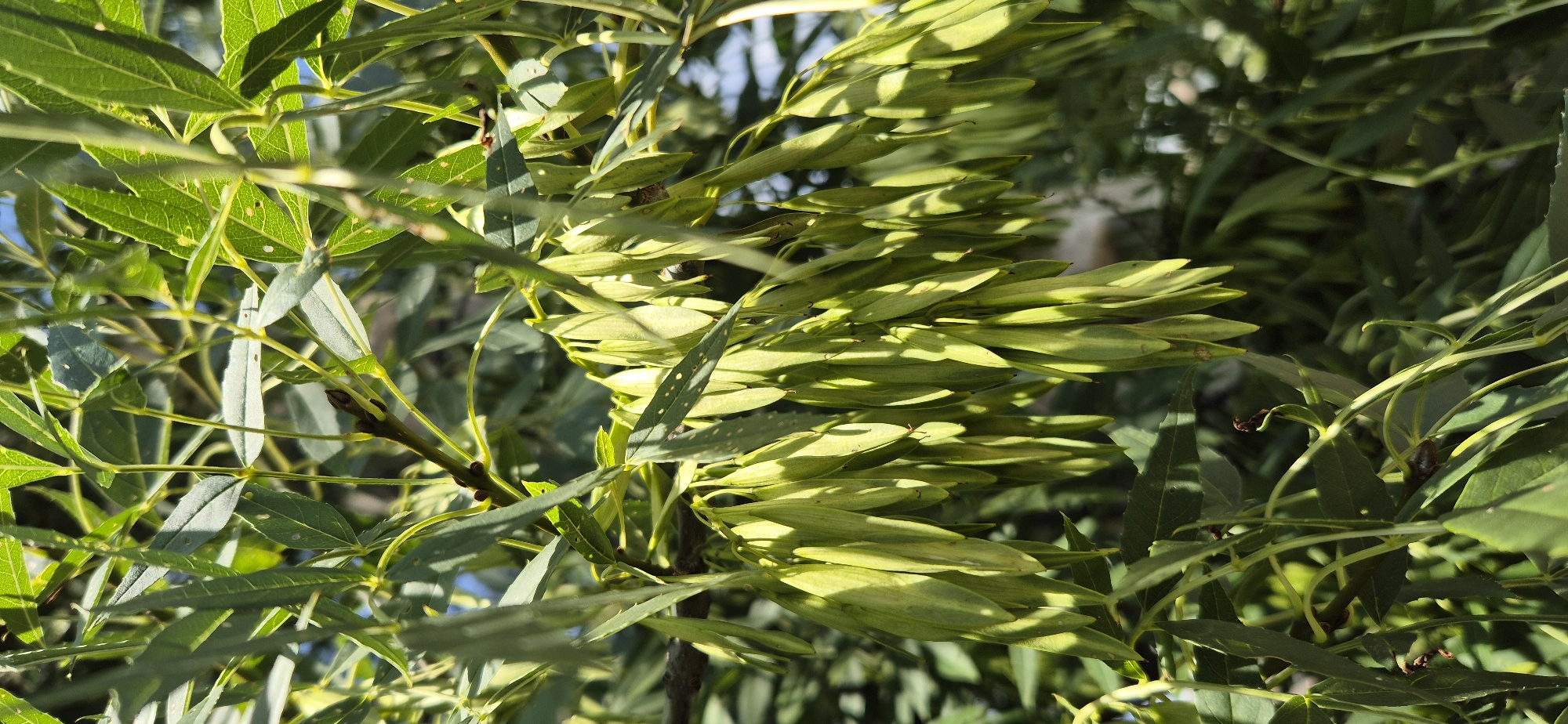 A close-up, vertical shot captures a cluster of long, narrow, light green seed pods hanging from a tree branch, likely in late spring or summer. The seed pods are the primary focus, detailed with shadows and highlights that emphasize their ribbed texture and pointed ends. They hang in abundance, creating a dense visual element in the center of the frame. Surrounding the seed pods is a network of green leaves and thin branches, some in sharp focus and others blurred, indicating shallow depth of field. The leaves are elongated and serrated, typical of deciduous trees. The background is a soft blur of green foliage and hints of blue sky, suggesting an outdoor, natural environment within an urban setting. There are no people or animals visible in the image. The overall impression is one of natural growth and the early stages of seed dispersal.