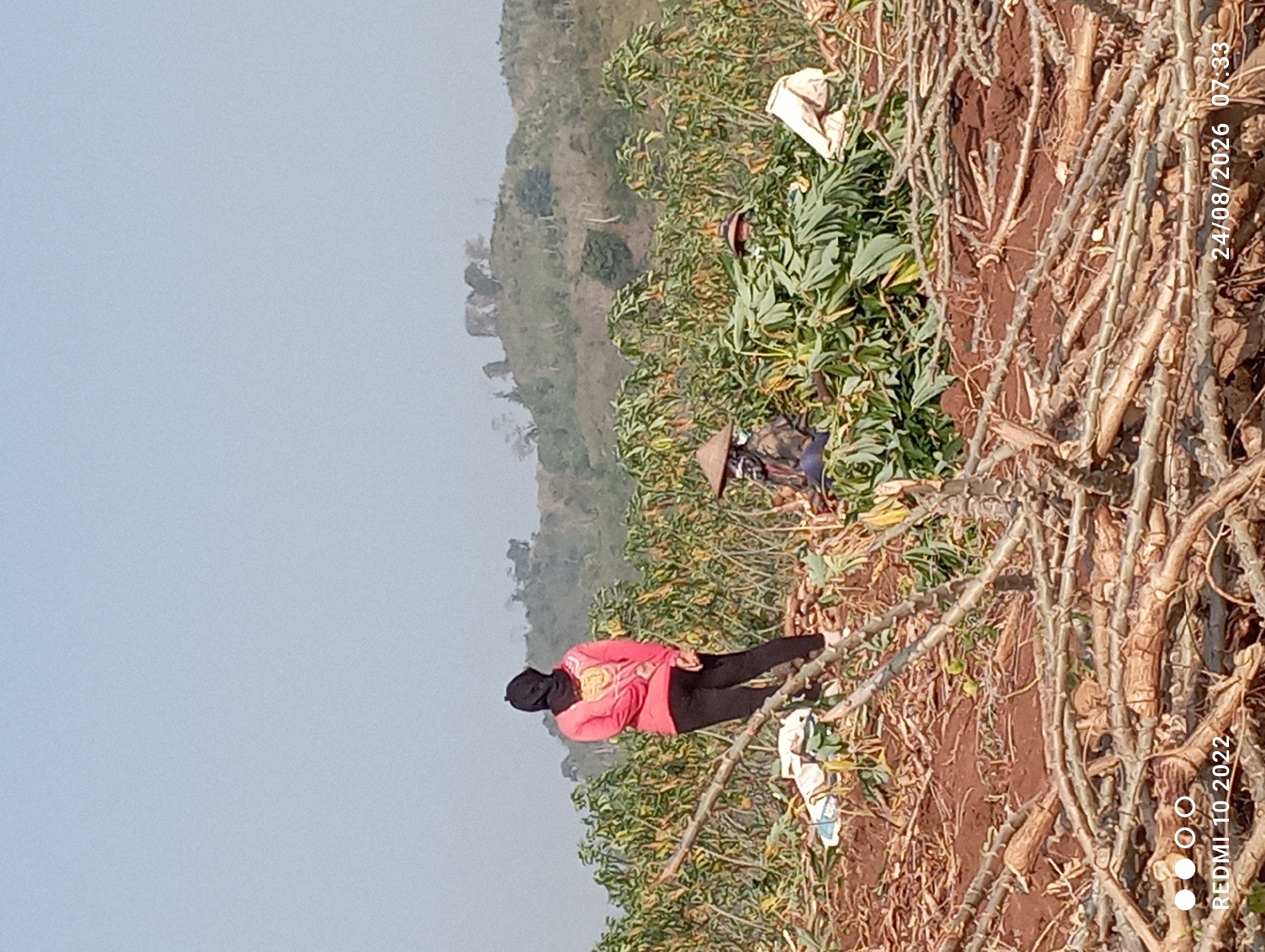 In Gandik, Indonesia, on August 24, 2026, at 07:33, a scene of agricultural labor unfolds amidst a harvested cassava field. In the foreground, a woman wearing a pink long-sleeved shirt and black leggings stands with her back to the camera, facing a distant, hazy landscape of rolling hills covered in vegetation. Her black headscarf is visible. In the middle ground, two individuals are partially obscured by harvested cassava plants. One person wears a conical straw hat and appears to be sitting. The other is also seated, with only their head and shoulders visible, also wearing a hat. Piles of harvested cassava leaves and stems are scattered throughout the field. The ground is a rich, red-brown soil, covered in dried cassava stalks and branches. The sky is a pale, hazy blue. A white bag is visible to the right of the seated figures. A timestamp and the word "REDMI" are visible in the bottom left and bottom right corners of the image, respectively.