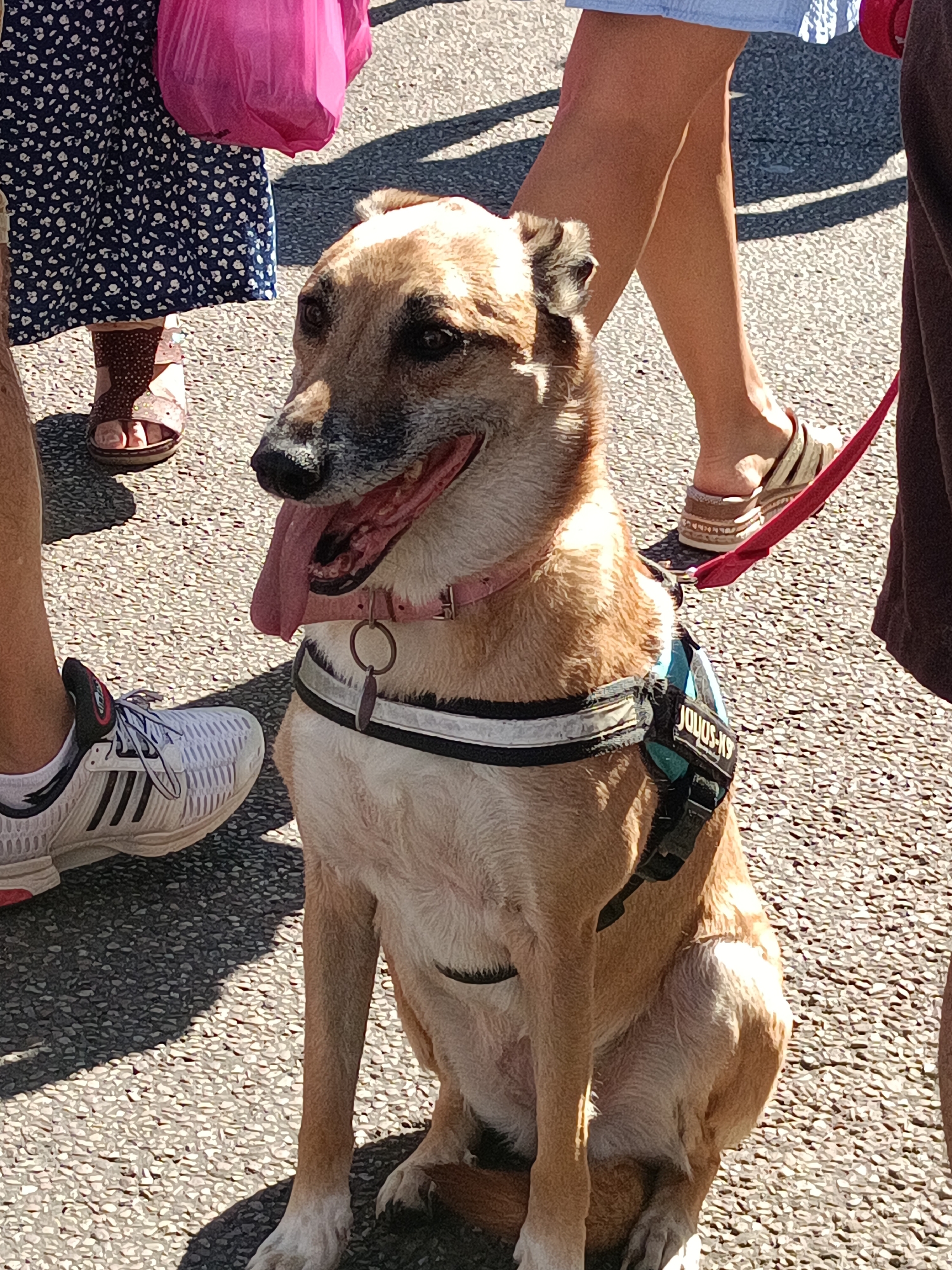 The image depicts a tan and white dog sitting on a paved surface, possibly a street or sidewalk, under direct sunlight, casting a distinct shadow. The dog is wearing a pink collar and a blue and black harness with the text "JOUJOU-KS" visible on it. The dog's tongue is hanging out, and its mouth is open, suggesting it may be panting or relaxed. In the background, the legs of several people are visible. To the left, a person's legs are seen wearing a blue dress with a white floral pattern and brown sandals. Another person to the left is wearing white athletic shoes. To the right, a person's legs are visible wearing tan wedge sandals, and they are holding a red leash attached to the dog's harness. Another person's legs, wearing dark trousers, are partially visible on the far right. A bright pink bag is held by someone in the background on the left. The environment appears to be an outdoor urban setting, with the textured pavement indicating a city street. The scene does not provide specific markers to definitively identify the city of Le Neubourg, France.