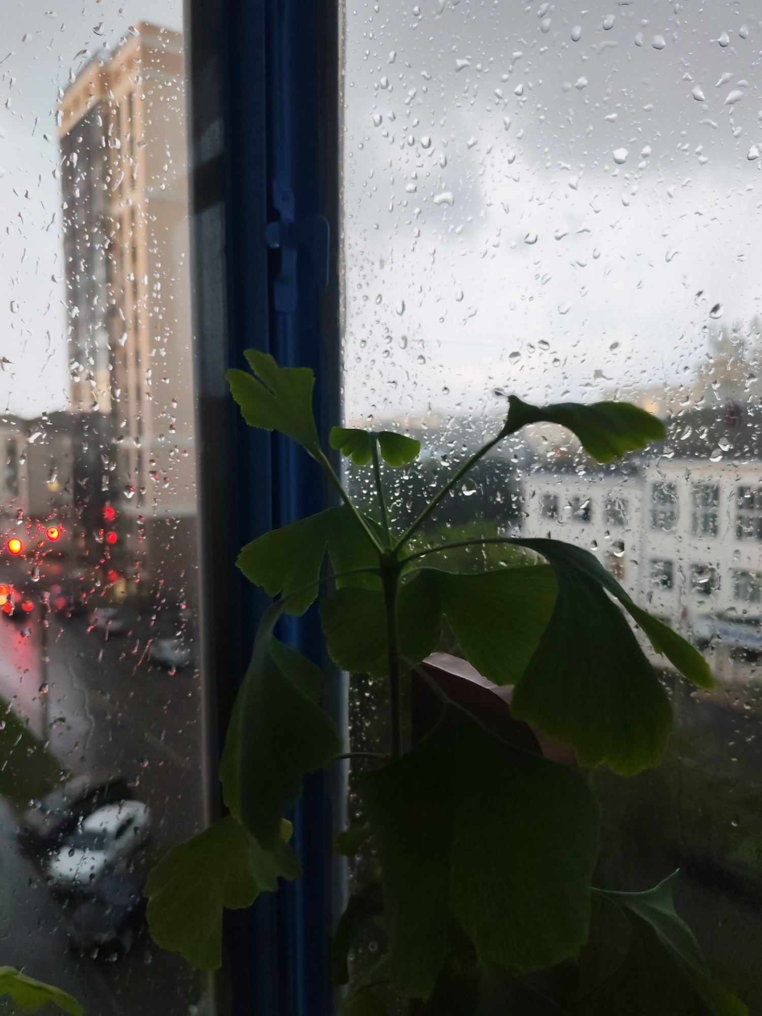 The image is a close-up shot of a plant with large green leaves, positioned in the foreground. The plant is silhouetted against a window pane covered in raindrops. Through the window, a blurred cityscape is visible, with a tall building on the left and smaller buildings on the right. The weather appears to be rainy, with overcast skies. The overall mood is somber and introspective.