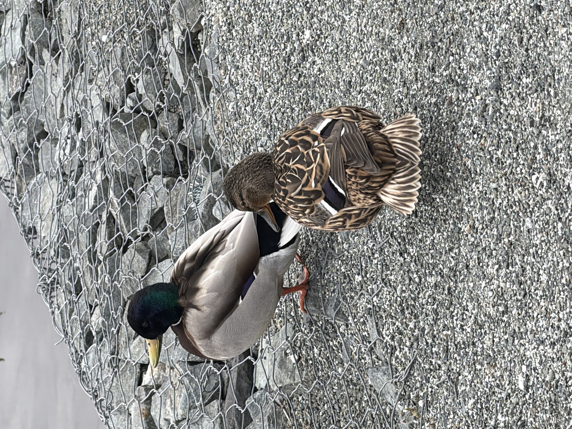 This image, captured in Votkinsk, Russia, presents an overhead view of two mallard ducks on a waterside bank. A male mallard, distinguished by its iridescent dark green head, yellow bill, and grey and white body feathers, stands prominently towards the left side of the frame. Its head is tilted downwards, as if observing the water below. Beside it, on the right, is a female mallard, identifiable by her mottled brown, black, and white plumage. She appears to be preening or resting, with her head turned back towards her wings.
The ducks are situated on a granular surface composed of small grey and white gravel. To their left, a gabion wall, constructed from wire mesh filled with large, rough grey rocks, forms a retaining structure or embankment. A narrow strip of water is visible in the bottom-left corner, just beyond the gabion wall, indicating the immediate vicinity of a body of water such as a lake or river. The scene is illuminated by soft, natural daylight, suggesting either an overcast sky or diffused sunlight. The ducks appear calm and unperturbed. There is no visible text within the image.