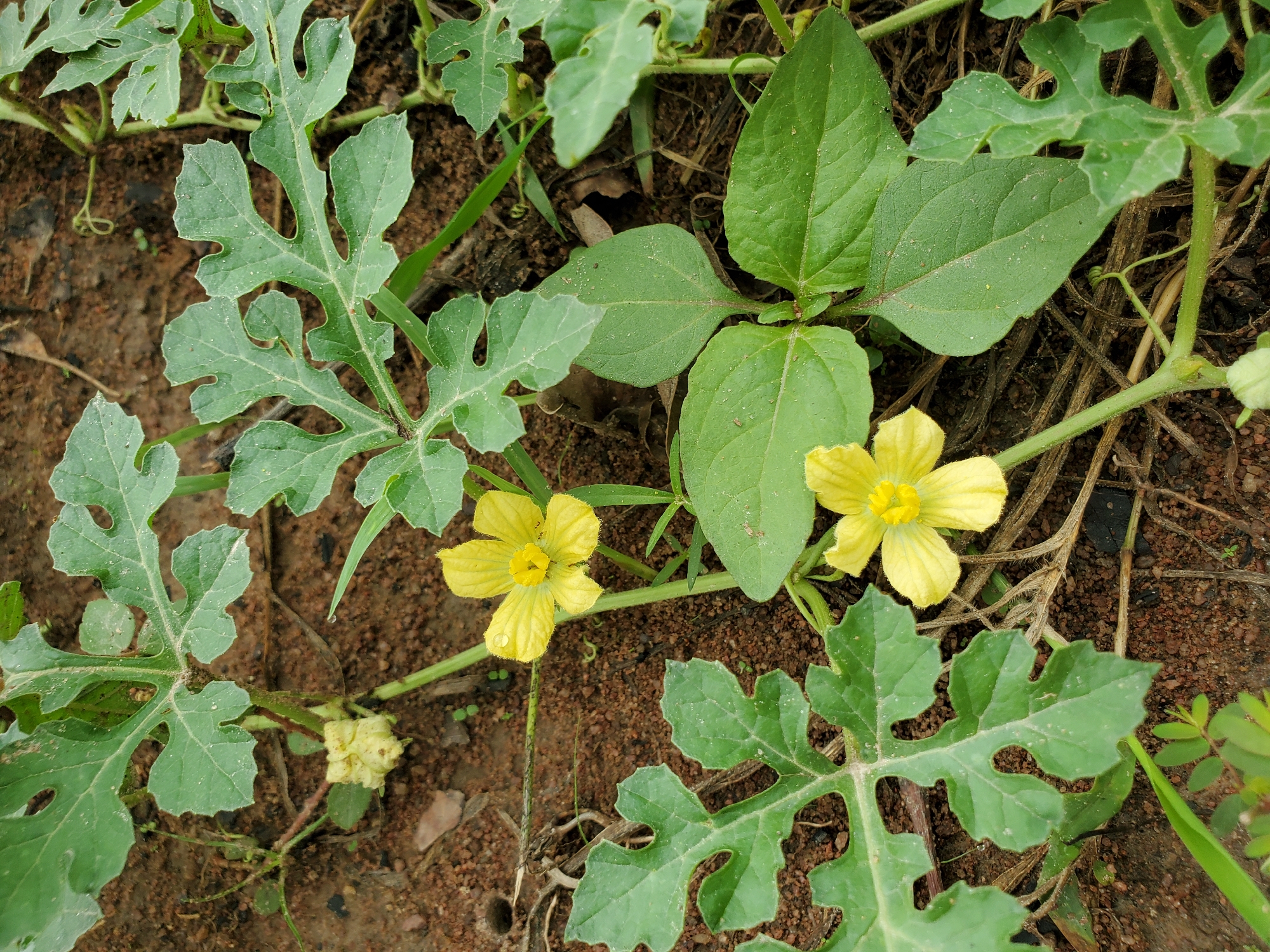 The image depicts a patch of ground in Mararaba, Nigeria, featuring vegetation. Prominent are watermelon plants, characterized by their deeply lobed leaves and yellow flowers. Interspersed with the watermelon are other plants with broad, ovate leaves. The ground is brown and appears to be composed of soil. There are no people or animals visible in the image. The scene is likely a cultivated garden or a patch of weedy growth.