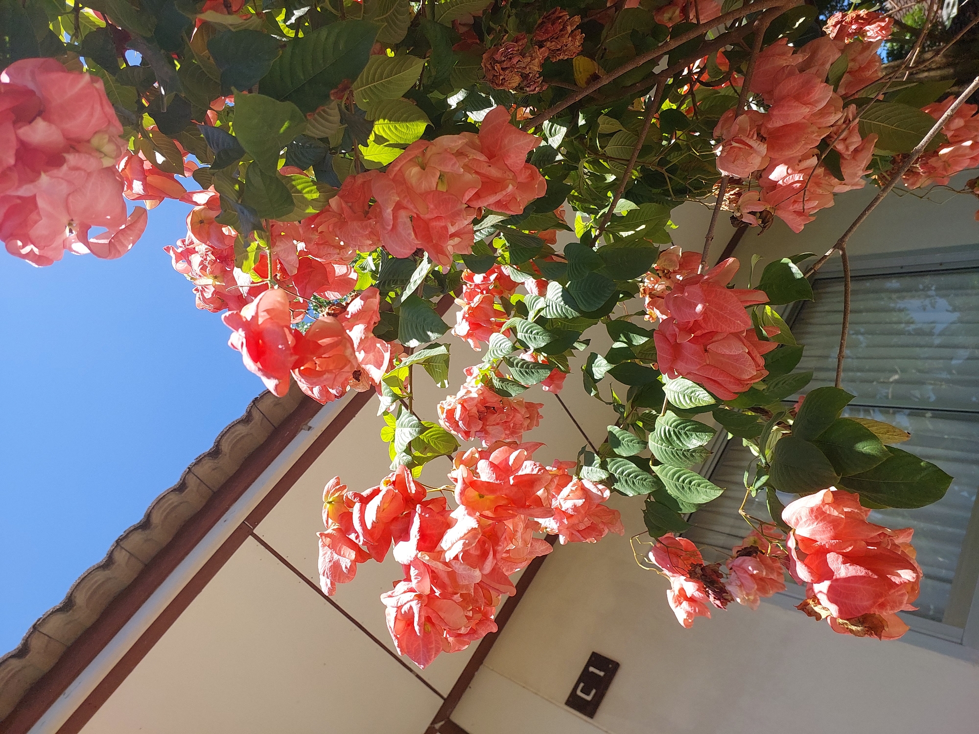 In Baan Mae Nam, Thailand, a flowering plant with numerous delicate, salmon-pink bracts cascades in front of a beige-colored building with a brown-tiled roof. The building has a single window visible, covered by sheer white curtains. A dark rectangular sign with "C1" in white letters is mounted on the wall. The sky above is a clear, vibrant blue. The image is shot from a low angle, looking up towards the building and the plant.