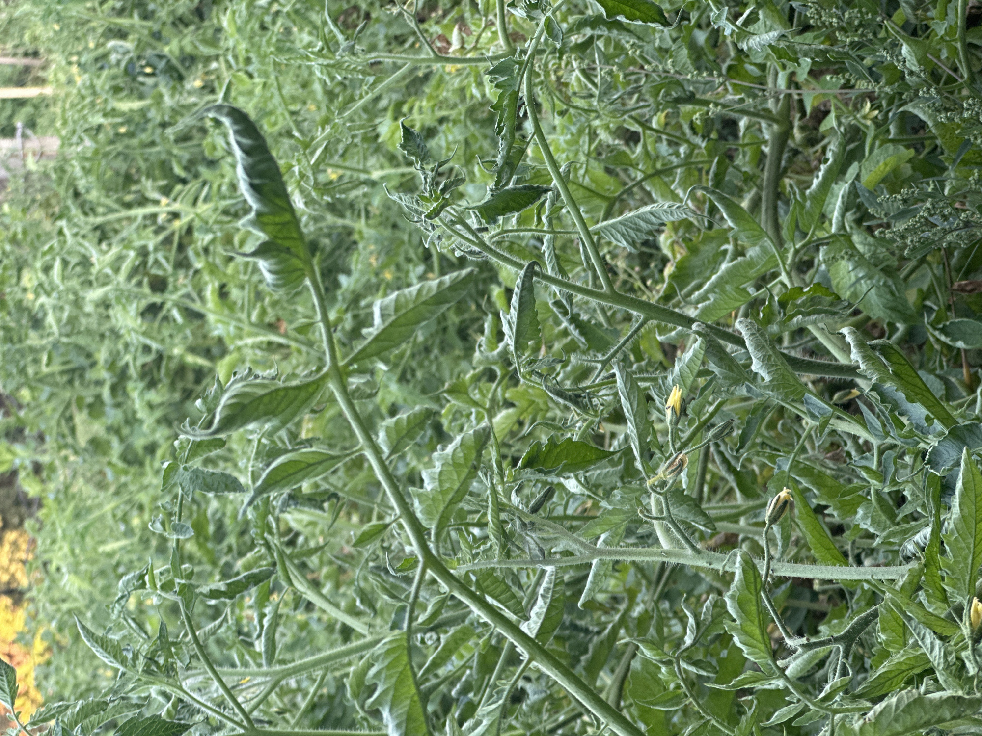 This image shows a dense patch of tomato plants in an outdoor garden setting. The plants are characterized by their lush green foliage, with many leaves appearing slightly curled or drooped. Several small yellow tomato blossoms are visible, along with developing seed pods. The stems are fuzzy and green, and the overall impression is one of a thriving, albeit slightly wild, vegetable garden. The background is filled with more tomato plants, creating a sense of depth and abundance. The lighting suggests it is daytime, with soft natural light filtering through the leaves. The specific location in the city of Tobyl, Kazakhstan is not discernible from the image itself.