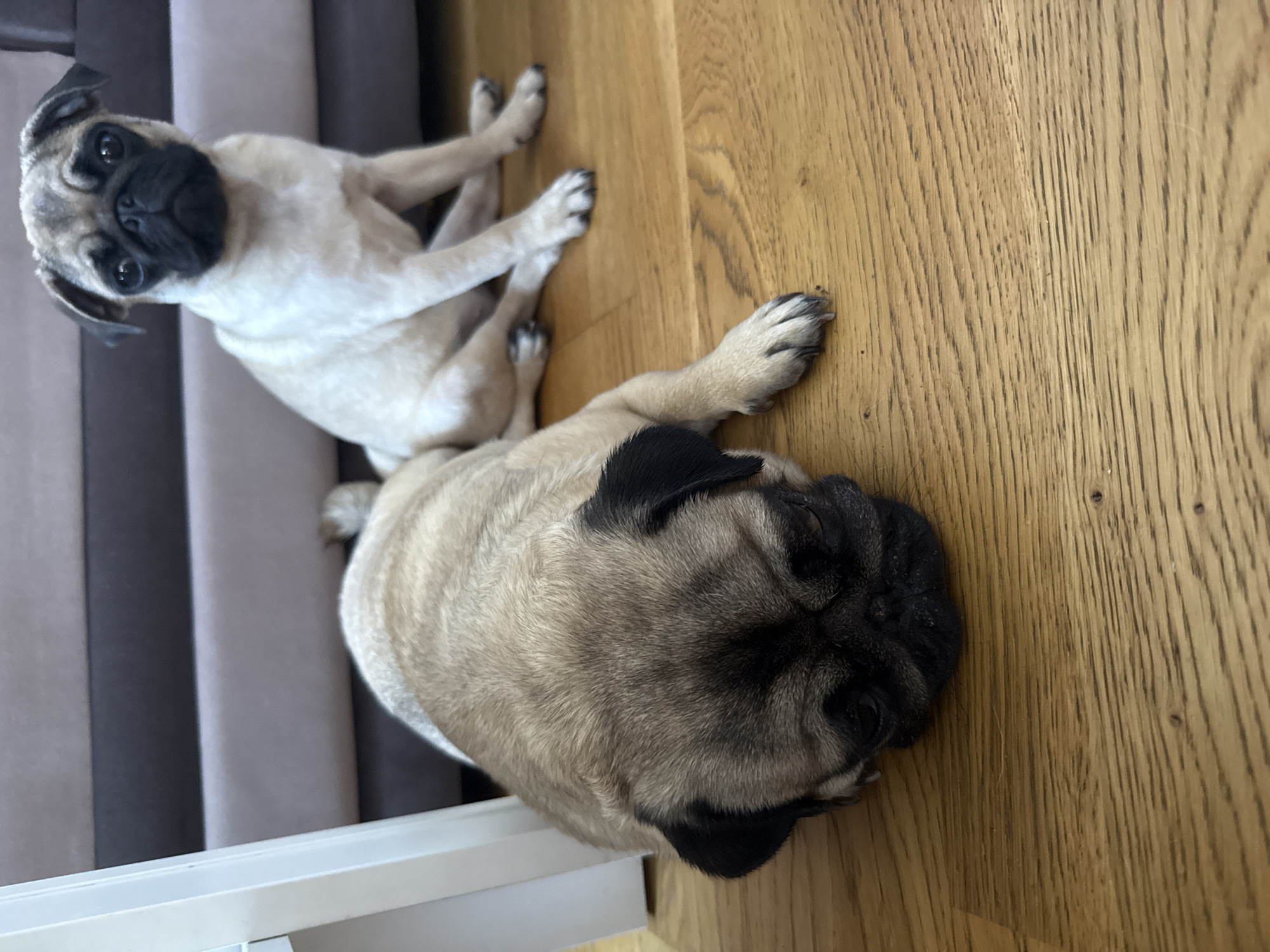 The image displays two pug dogs in an indoor setting, viewed from a slightly elevated perspective. The scene is illuminated by natural light, suggesting it is daytime.
In the upper left quadrant, a lighter fawn-colored pug is seated upright, directly facing the camera. This pug has a black muzzle, dark, round eyes, and characteristic folded ears, conveying an alert and curious expression. Its fur appears predominantly cream or very light fawn. Behind this pug is a soft furnishing, likely a sofa or bed, featuring vertical stripes in alternating shades of light and dark gray.
In the lower right portion of the frame, a second pug, darker fawn in color with a more pronounced black mask covering its face and ears, is lying down. Its head is resting on the floor, oriented towards the bottom right corner of the image, and it appears to be relaxed or possibly sleeping. Only its head and part of its back are clearly visible.
Both dogs are situated on a light-colored wooden floor that exhibits a distinct grain pattern. In the bottom left corner, a partial view of a white, rectangular structure, possibly a piece of furniture or architectural trim, is visible. There is no visible text in the image.