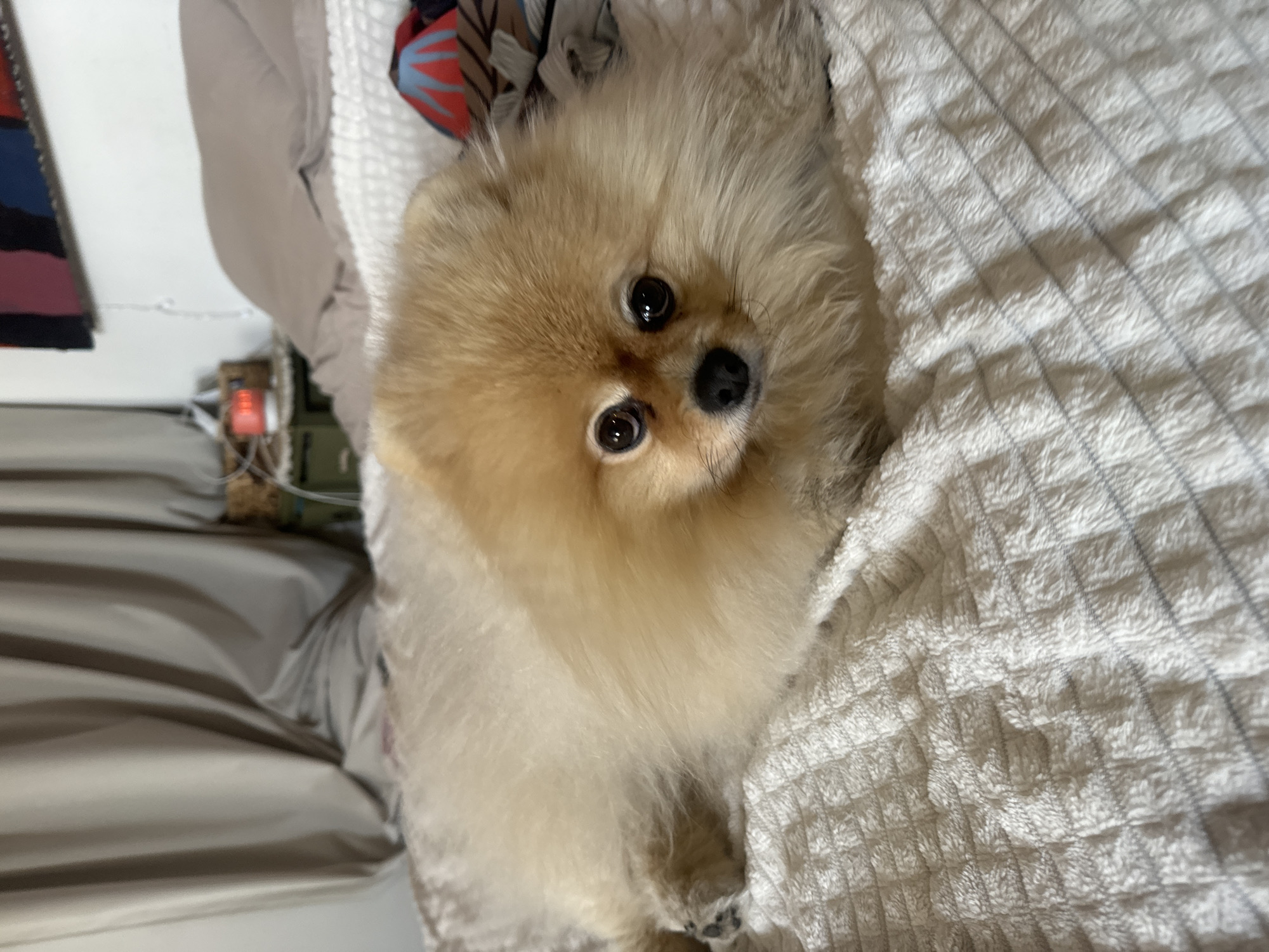 This image, rotated 90 degrees clockwise, captures a close-up of a small, fluffy dog, likely a Pomeranian, with light cream or tan fur. The dog is the central subject, looking directly into the camera with large, dark, expressive eyes and a black nose, conveying an alert and curious expression. Its fur appears soft and well-groomed.
The dog is positioned on a soft, white blanket that features a distinct waffle or grid-like texture, with faint gray lines running through it. To the dog's left, a blurred light-colored sheet or duvet is visible, suggesting a bed or sofa as the setting. In the upper background, partially visible, is a piece of fabric with a colorful pattern including red, blue, and black elements. Further in the blurry background, a small electronic device with a glowing red light can be vaguely seen, possibly a router or charger, indicating an indoor environment.
The lighting is soft and even, typical of an indoor setting, and no specific time of day can be determined. There is no visible text in the image. While the location context provided is Krasnoyarsk, Russia, the visual content of the image does not offer specific cues to this geographic location.