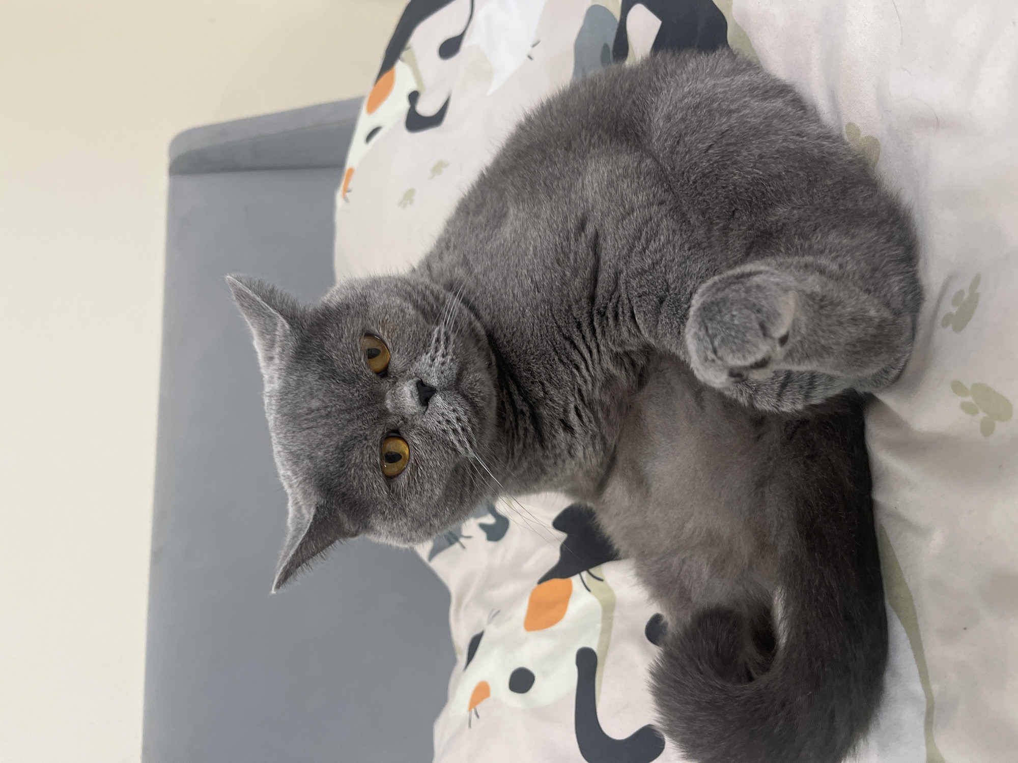 A grey British Shorthair cat is sitting on a bed with a grey headboard and a white duvet cover with a cartoon cat pattern. The cat has orange eyes and is looking directly at the camera with a stern expression. Its tail is curled around its body. The scene appears to be in an indoor setting. There is no visible information to indicate the location in Saint Petersburg, Russia.
