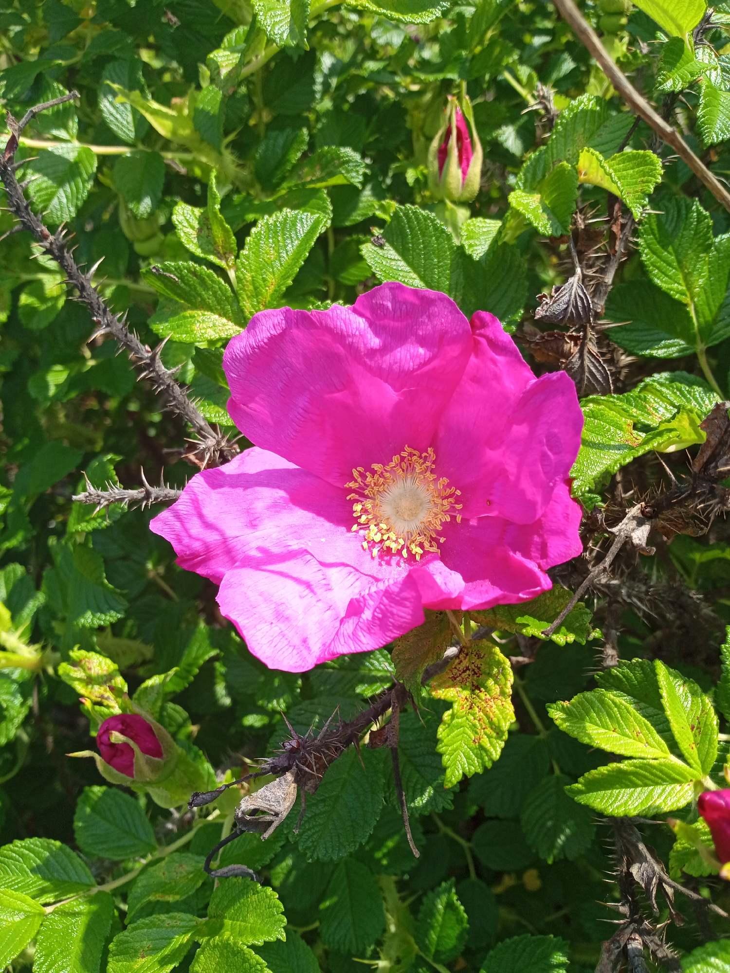 Memory