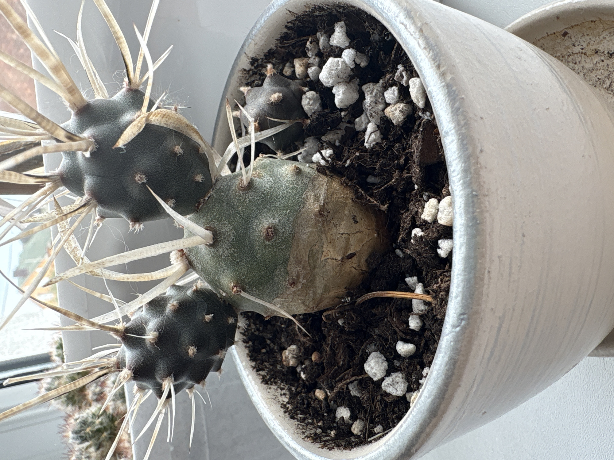 A close-up, eye-level, indoor shot features a potted cactus with several dark green, globular pads covered in sharp, light-colored spines. The main pad at the front center of the pot has a visible transition in color from green to a lighter, woody brown towards its base, indicating potential aging or scarring. This central pad supports three smaller, dark, spiny pads, two on its left and one on its right, all extending outwards. The cactus is planted in dark soil with small white perlite or pumice mixed in. The pot is light gray-blue with a slightly textured, irregular glaze. A light-colored saucer is visible beneath the pot. In the blurred background, another potted cactus with feathery spines can be seen. The scene is illuminated by natural light, likely from a window. There is no indication of the city of Navahrudak, Belarus in the image.