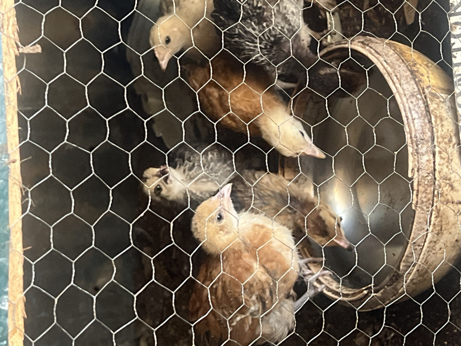 The scene depicts multiple young fowl, identified as chicks, confined within a wire mesh enclosure in Birnin Kebbi, Nigeria. The wire mesh, forming hexagonal patterns, occupies the foreground. At least six distinct chicks are visible, exhibiting varied plumages including light yellow, reddish-brown, and mottled grey patterns. A circular, light-colored, shallow bowl, likely ceramic or plastic, rests on the enclosure floor, containing a reflective liquid. One light yellow chick is actively drinking from this bowl, with its beak submerged. Other chicks stand or move within the confined space. The floor of the enclosure consists of packed earth or bedding material. The background is dark and indistinct, while a wooden beam is visible at the top edge of the enclosure.