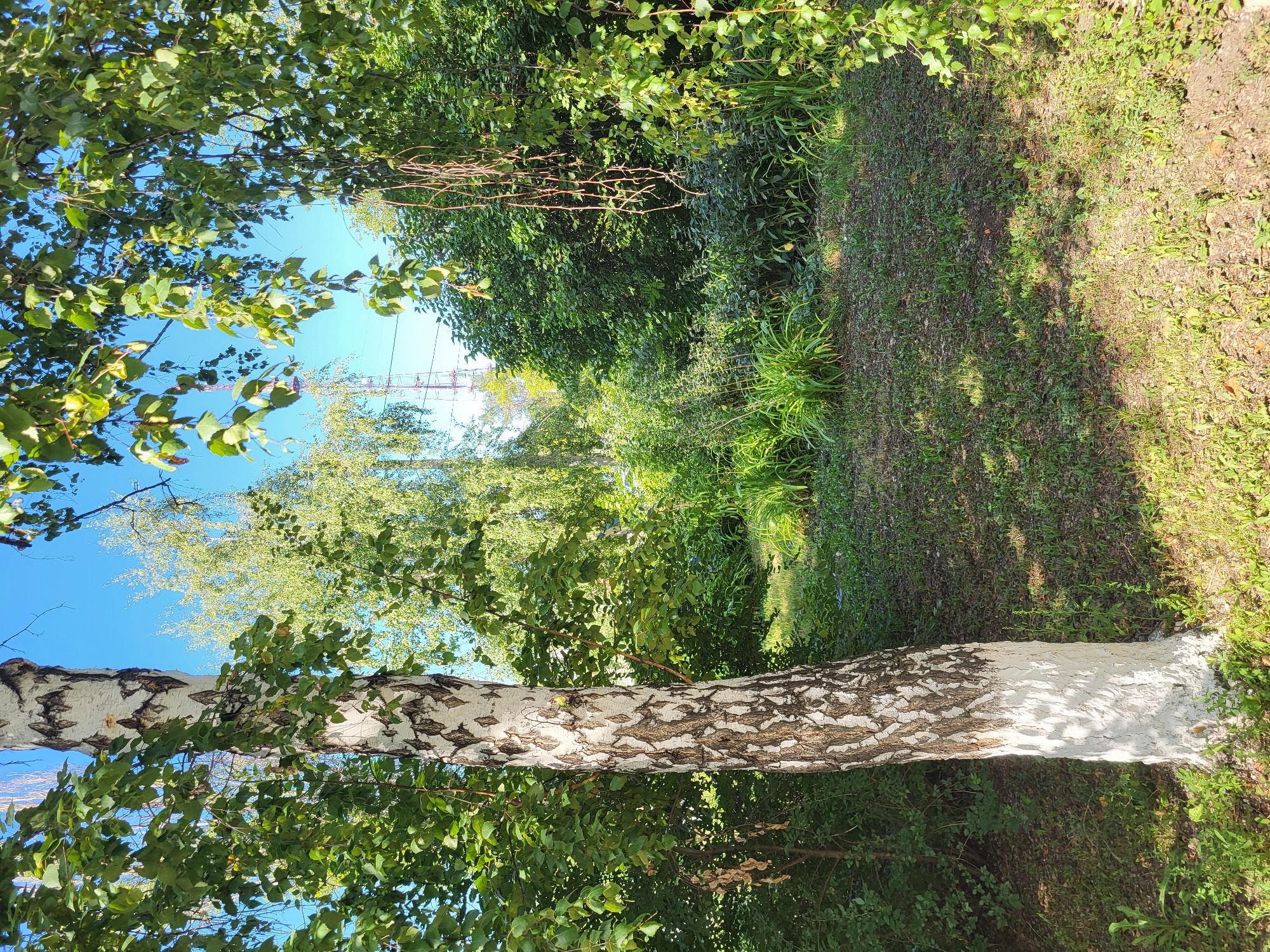 In the city of Petropavl, Kazakhstan, a sunlit scene unfolds, dominated by a stark white-bottomed birch tree positioned prominently in the foreground to the left. Its trunk, characteristic of its species with dark, irregular markings, stands against a backdrop of lush, green foliage. Sunlight dapples the ground, which is covered in a mix of grass and dry leaves. Behind the birch, a dense cluster of various trees and bushes creates a verdant wall, obscuring any structures or distant landscapes. The sky above is a clear, bright blue. A tall, lattice-like transmission tower is visible in the distance, peeking through the canopy of leaves, suggesting an urban or semi-urban setting within Petropavl. The overall impression is one of a natural, overgrown area bathed in the warmth of a summer day.