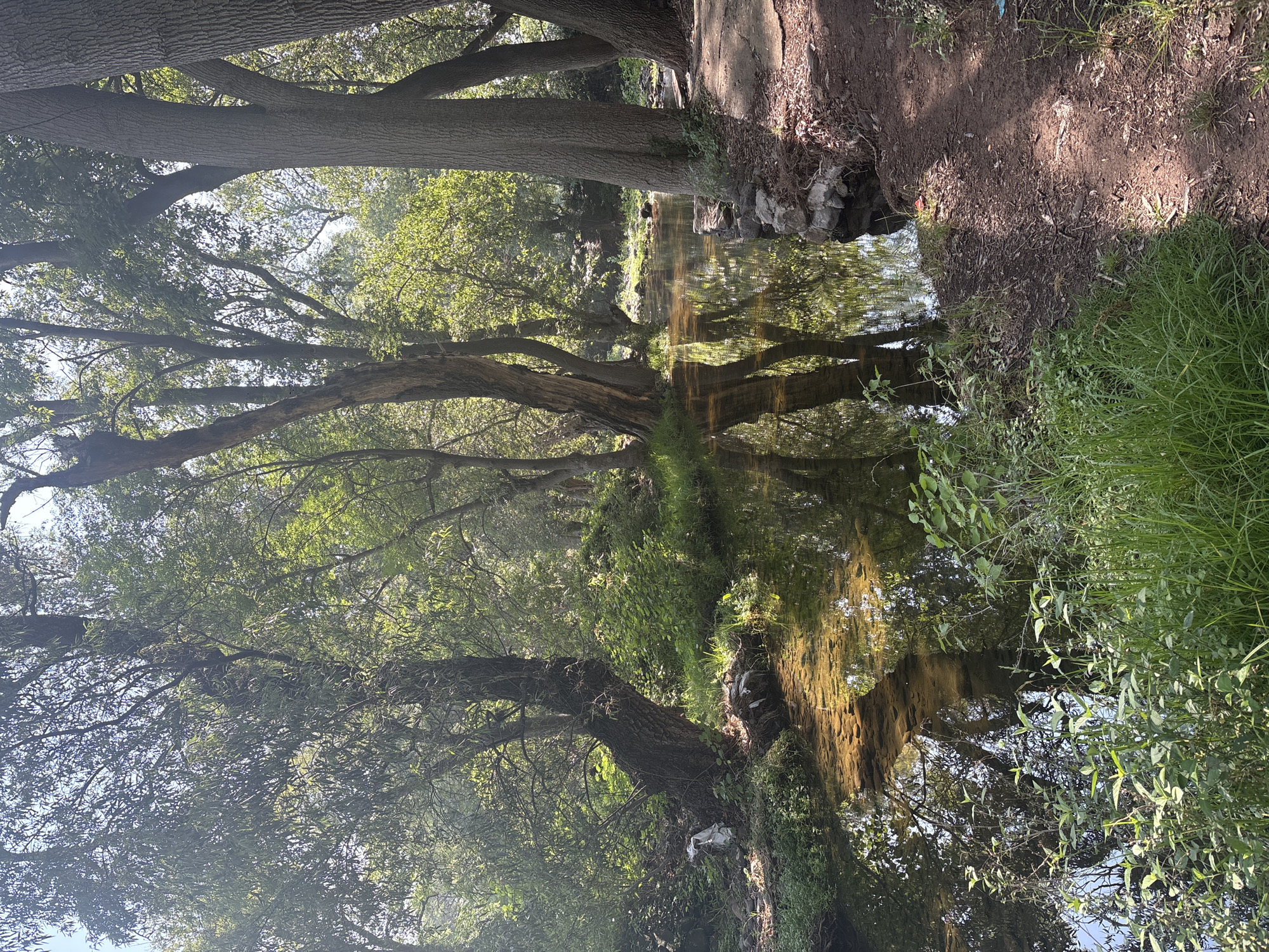 The image depicts a stream flowing through a wooded area. The scene is located in Santiago Tlautla, Mexico. Tall trees with green foliage line the banks of the stream, casting shadows on the water. The trunks of the trees are visible, some leaning towards the water. The water is shallow and clear, with reflections of the trees and sky visible on its surface. The stream bed is covered with rocks and gravel. The banks of the stream are overgrown with grass, weeds, and shrubs. The ground is dirt and the lighting appears to be natural and diffused, suggesting the photo was taken during the day. There are no people visible in the frame.