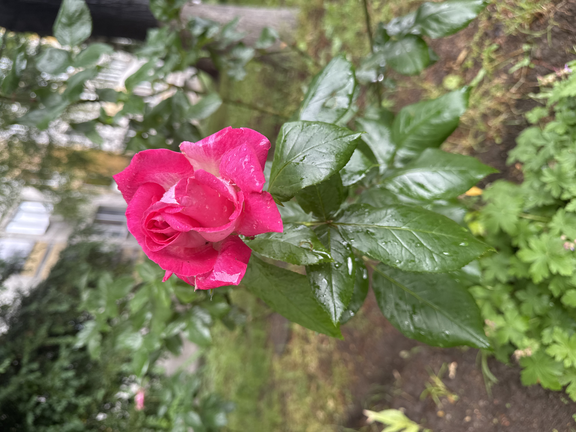The image captures a close-up, top-down view of a vibrant pink rose, its petals adorned with numerous small water droplets, suggesting recent rain or dew. The rose, with its outer petals a deep fuchsia and its inner, tightly curled petals a lighter shade, is the clear focal point, positioned slightly to the left of the frame's center.
Surrounding the rose are several large, dark green leaves, also wet with water droplets, indicating they are part of the same plant. These leaves appear healthy and glossy. The background is largely blurred, creating a soft bokeh effect. It consists of indistinct patches of green foliage, some suggesting other plants or bushes, and faint, out-of-focus shapes that might be parts of buildings or urban structures. The overall impression is an outdoor garden or green space in Sofia, Bulgaria, likely during daytime after a rainfall. There is no visible text in the image. The scene evokes a feeling of freshness and natural beauty.