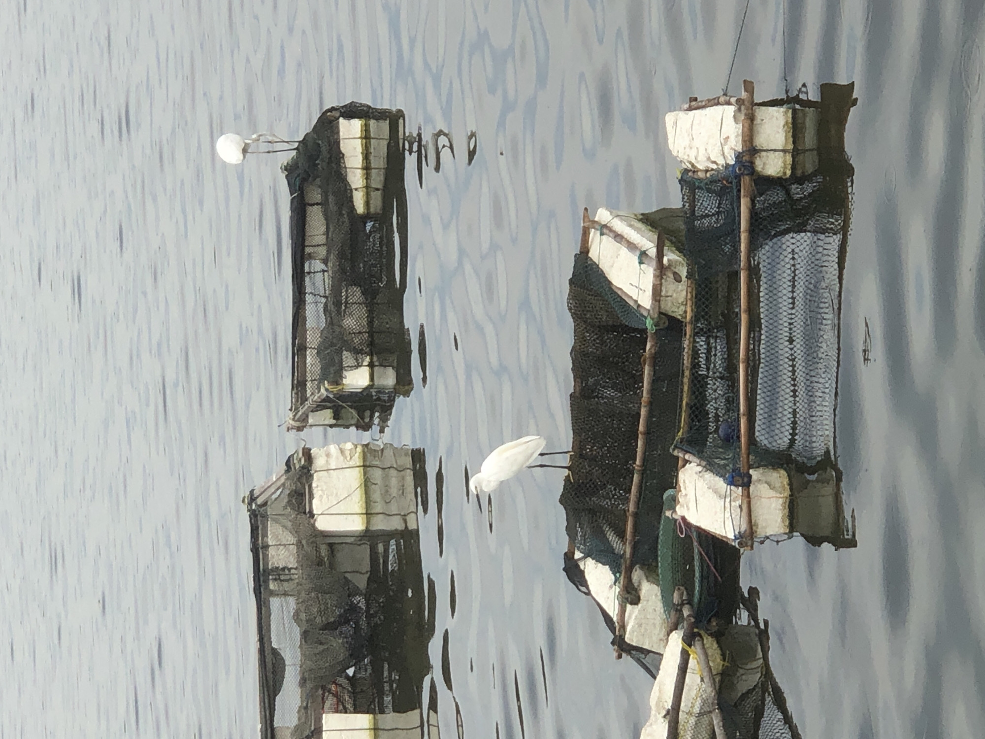 The image captures a serene view of fish cages floating on the water in the city of Lhokseumawe, Indonesia. In the foreground, a white egret stands on one of the floating cages, its reflection subtly visible in the rippling water. The cages are constructed from white rectangular flotation devices and covered with dark netting, some of which appear to be partially submerged. In the background, two more similar cages are visible. The water is calm, with gentle waves creating patterns of light and shadow. The sky is overcast, contributing to the muted, peaceful atmosphere of the scene.