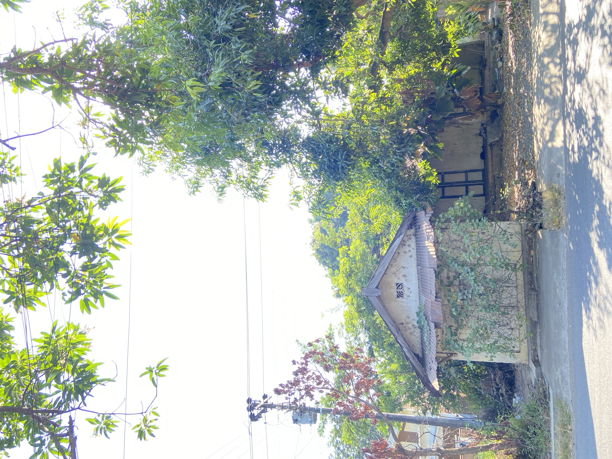 In Margorejo, Indonesia, a weathered, single-story house sits nestled amongst dense foliage. The structure, with its tin roof showing signs of rust and ivy climbing its walls, appears aged and somewhat neglected. A small, decorative vent is visible on the front gable. Adjacent to the house is a utility pole with electrical equipment, hinting at the presence of a road or pathway in front. The scene is dominated by the lush greenery of trees and vegetation, with sunlight dappling through the leaves, creating a play of light and shadow on the ground. The sky is bright and clear, suggesting a sunny day. The overall impression is one of a rural or semi-rural setting, where nature has begun to reclaim the man-made structures.