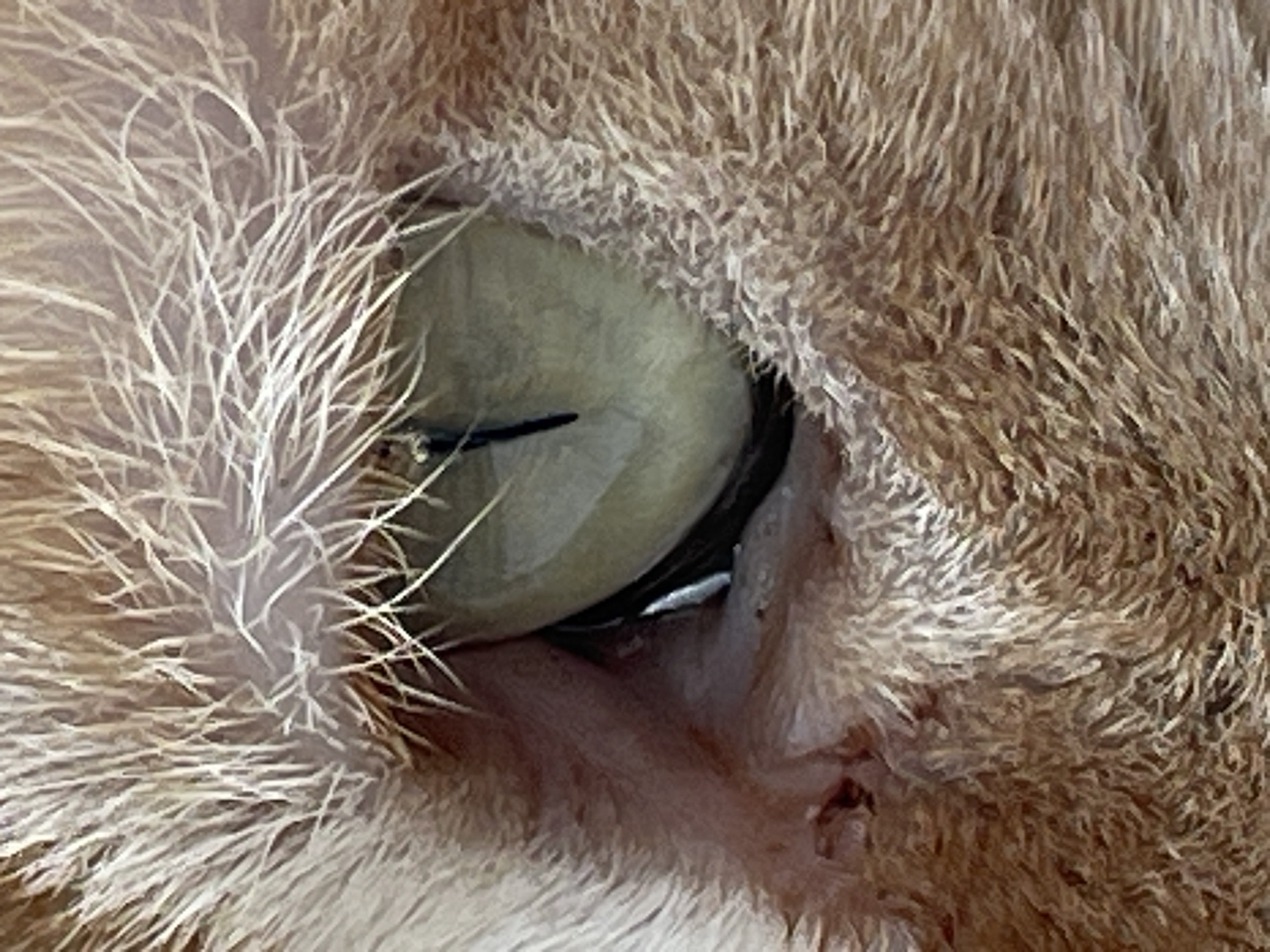 This is a close-up, eye-level, extreme macro photograph of the left eye of an orange tabby cat. The image focuses on the eye and the surrounding fur. The cat's pupil is a vertical slit, indicating a bright environment. The iris is a pale green or yellowish-green color, with some darker markings within it. The eye is reflective, showing highlights from the light source. The fur around the eye is long and light brown, with individual strands visible. There is a hint of the cat's pink eyelid and the inner corner of its eye. The background is out of focus, suggesting a shallow depth of field. There is no indication of location in the city of Rozsoshentsi, Ukraine, or any other environmental details.