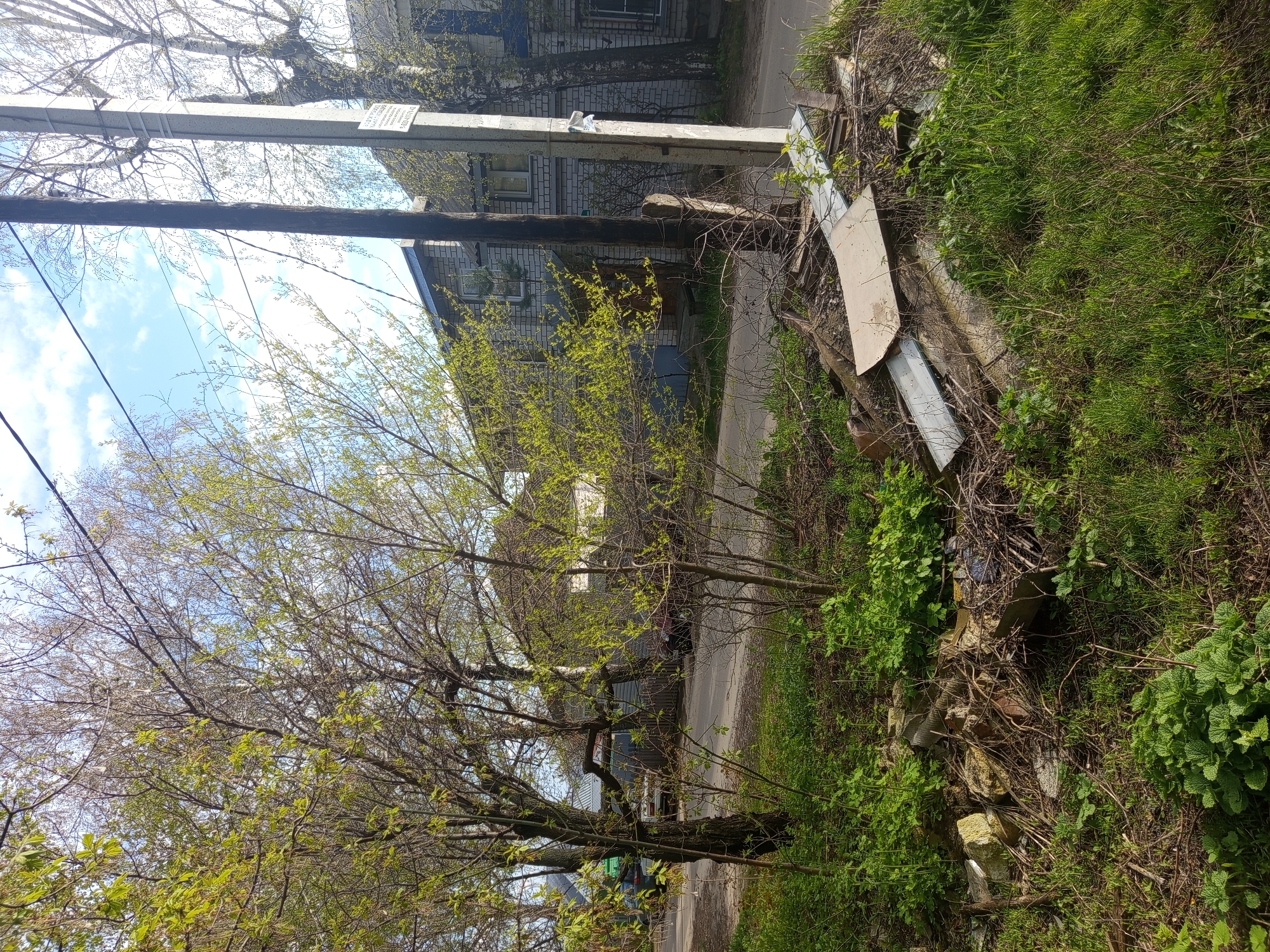 The image depicts a scene in посёлок 1-го отделения совхоза "Масловский", Russia. A wooden utility pole stands adjacent to a paved road. Beyond the road, a brick building is visible. A tree with budding leaves is in the foreground. The area beside the road contains overgrown vegetation, including grass, shrubs, and weeds. Debris and discarded materials, including metal sheets and other unidentified waste, are present amongst the vegetation. The sky is partly cloudy.
