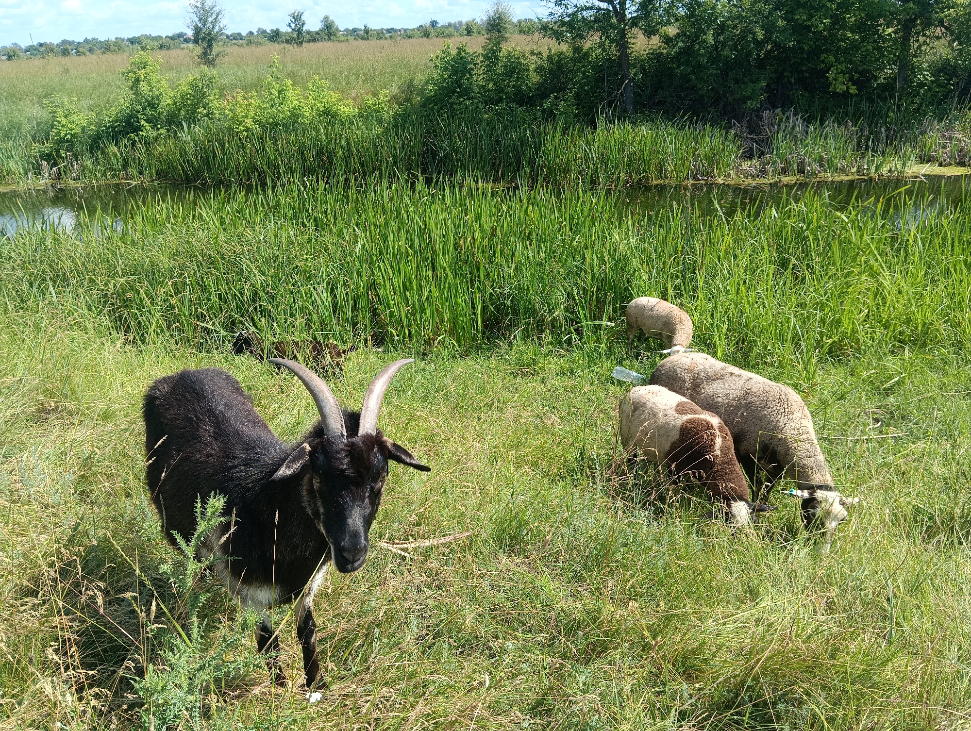 A black goat with curved horns stands in a grassy field, looking towards the viewer. In the background, several sheep graze on the grass. A narrow body of water with tall green reeds runs along the left side of the frame, bordered by trees and a hazy horizon under a partly cloudy sky. The scene appears to be in a rural or natural setting, possibly a pasture adjacent to a wetland.