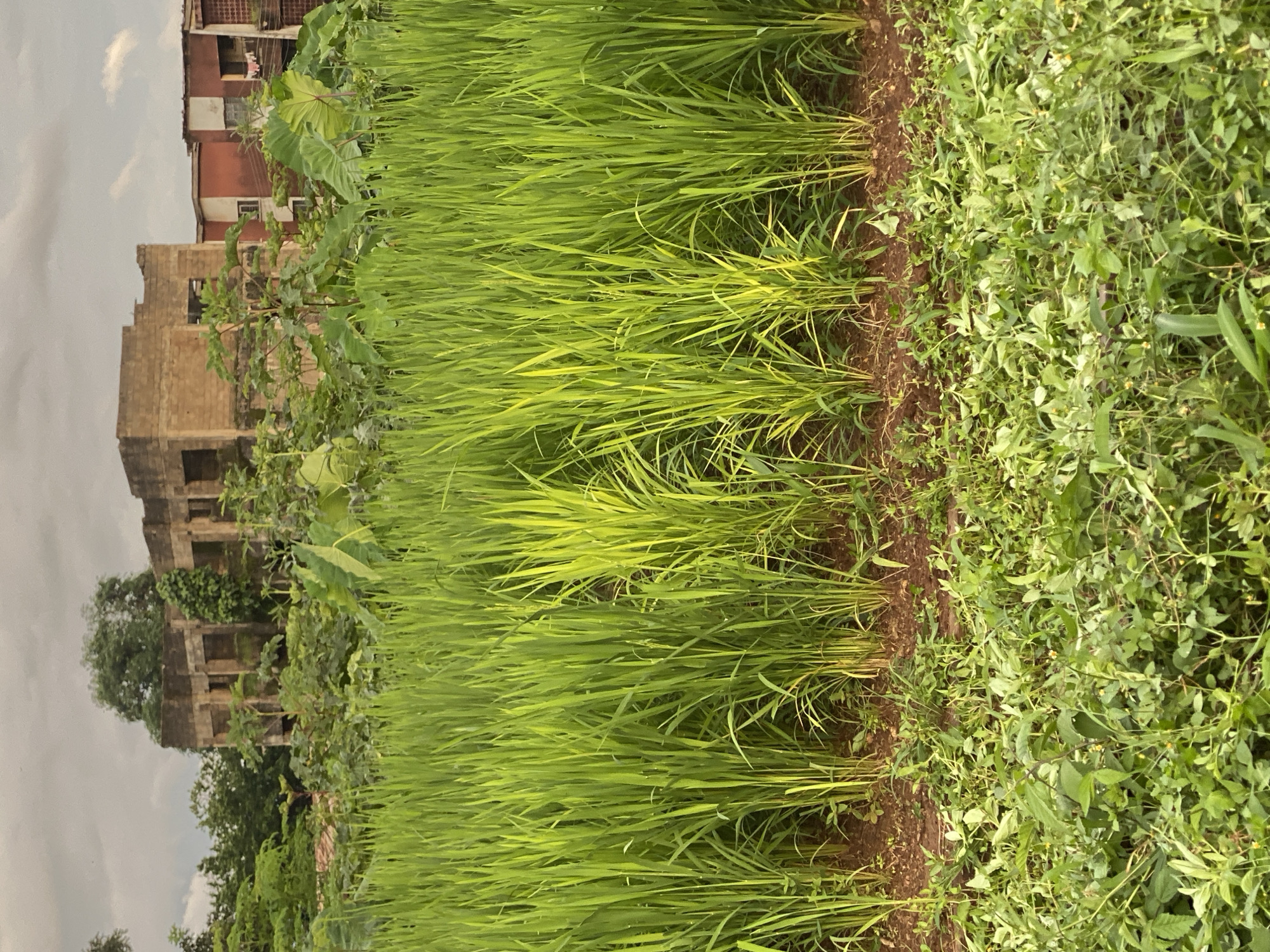 The image depicts a lush field of green crops, likely rice paddies, in Kafanchan B, Nigeria. The crops are tall and vibrant, with some catching the sunlight and appearing brighter. In the background, several unfinished or abandoned buildings are visible, some appearing to be brick structures with visible window openings and missing walls. Vegetation, including large leafy plants, grows around and between these buildings, suggesting an overgrown and possibly neglected urban fringe environment. The sky is overcast, with clouds indicating a potentially humid or rainy day. The foreground shows a patch of lower-lying green vegetation, possibly a different crop or wild growth, before the main field of taller crops begins. The scene combines agricultural elements with signs of incomplete or decaying construction, typical of developing urban areas.
